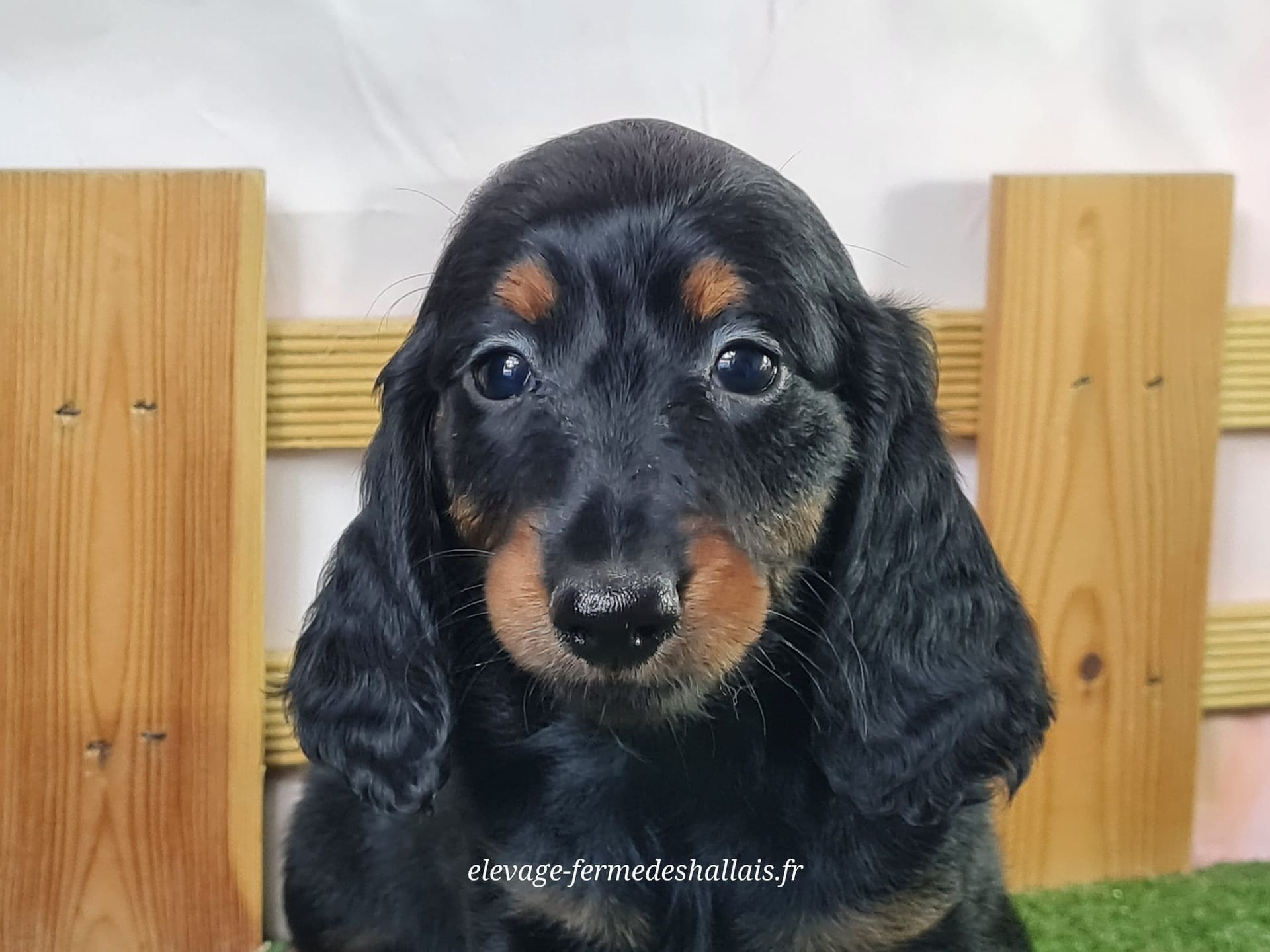 Chiot teckel poil long mâle
