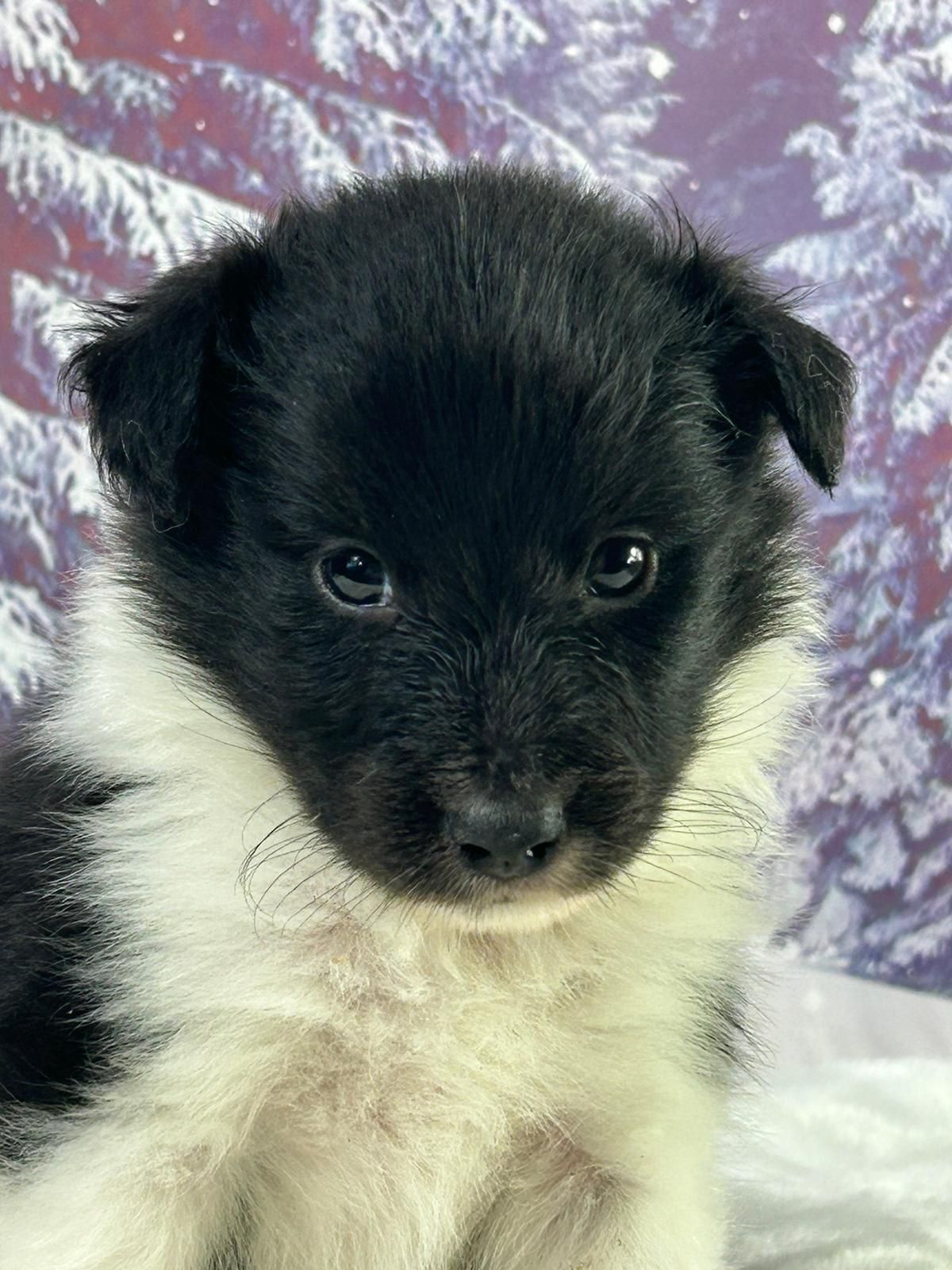Chiot berger des shetland mâle noir et blanc