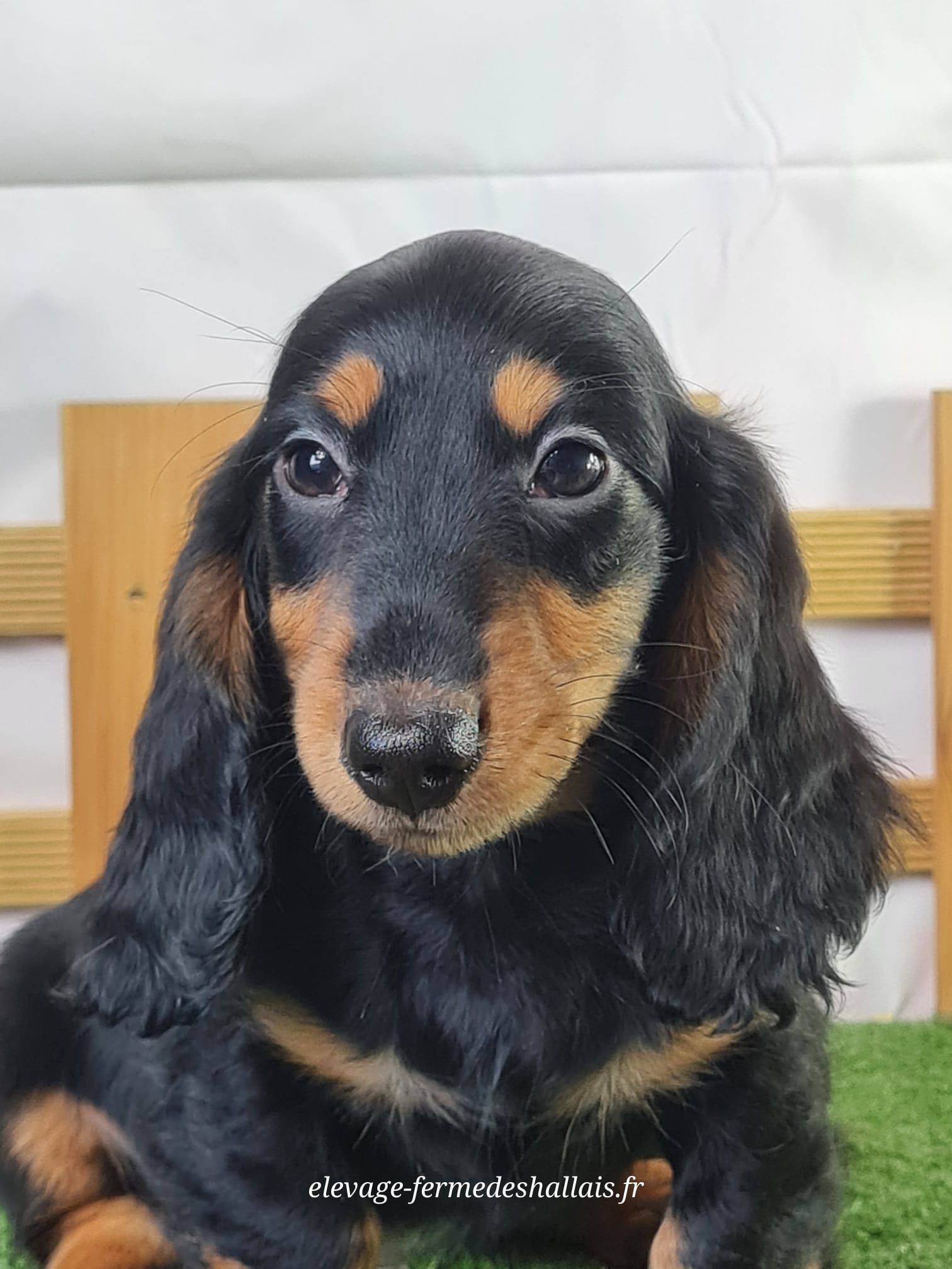 Chiot mâle teckel poil long