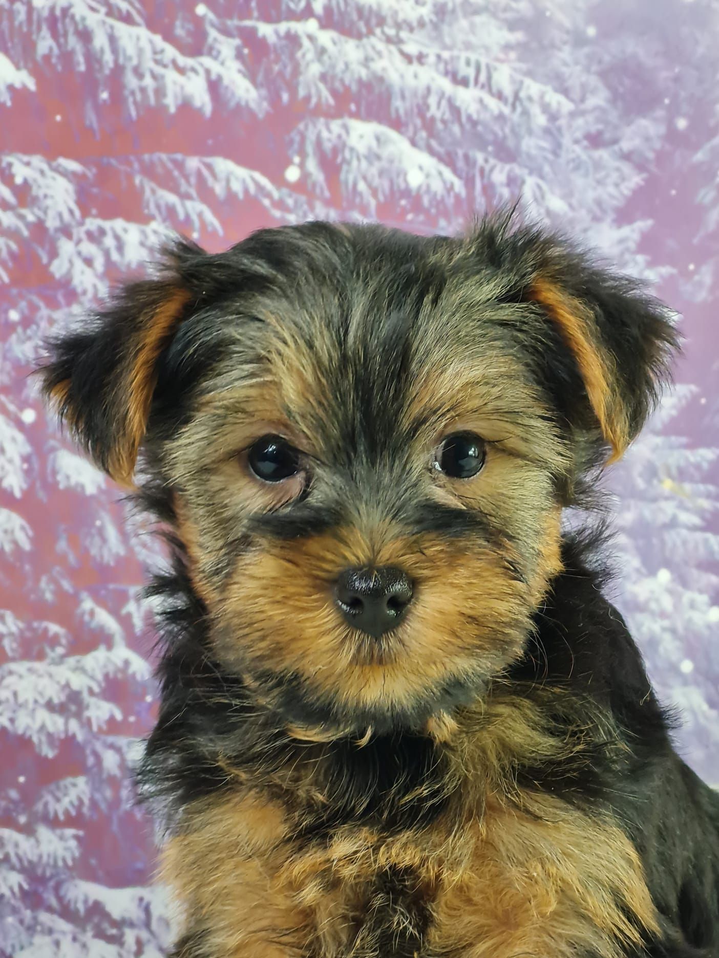 Chiot yorkshire terrier mâle