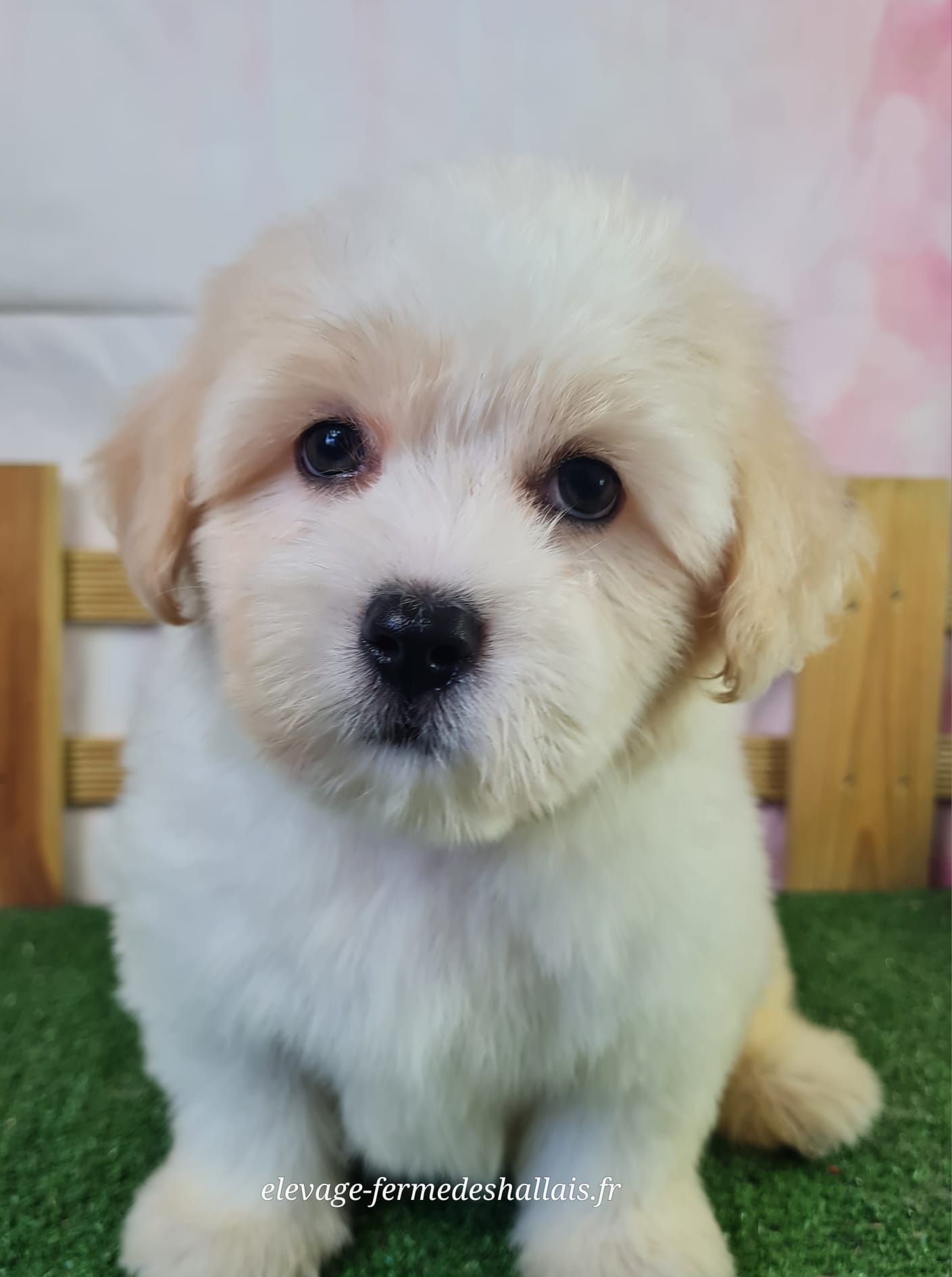 Chiot mâle coton de tuléar