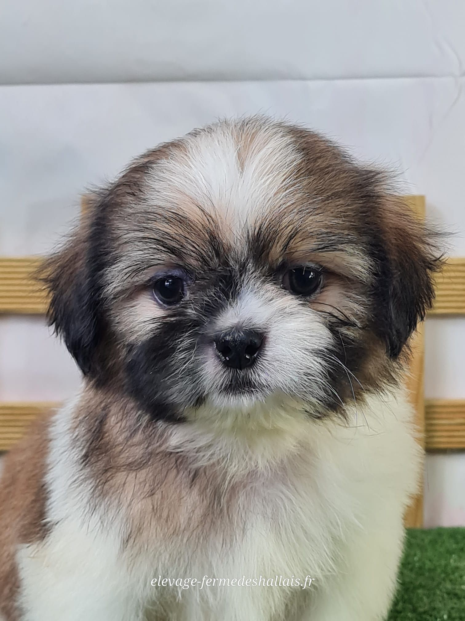 Chiot mâle shih tzu