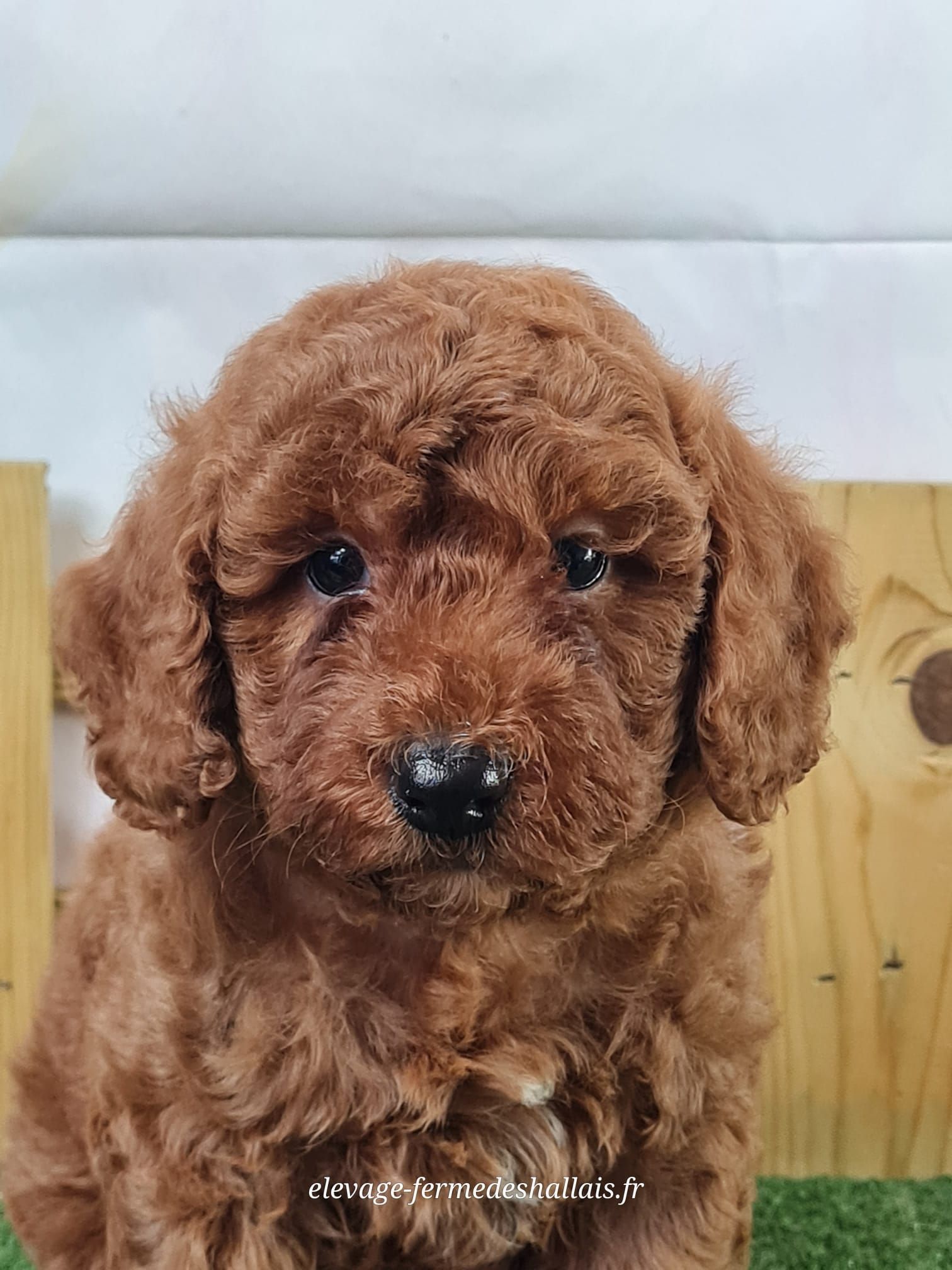 Chiot caniche nain mâle