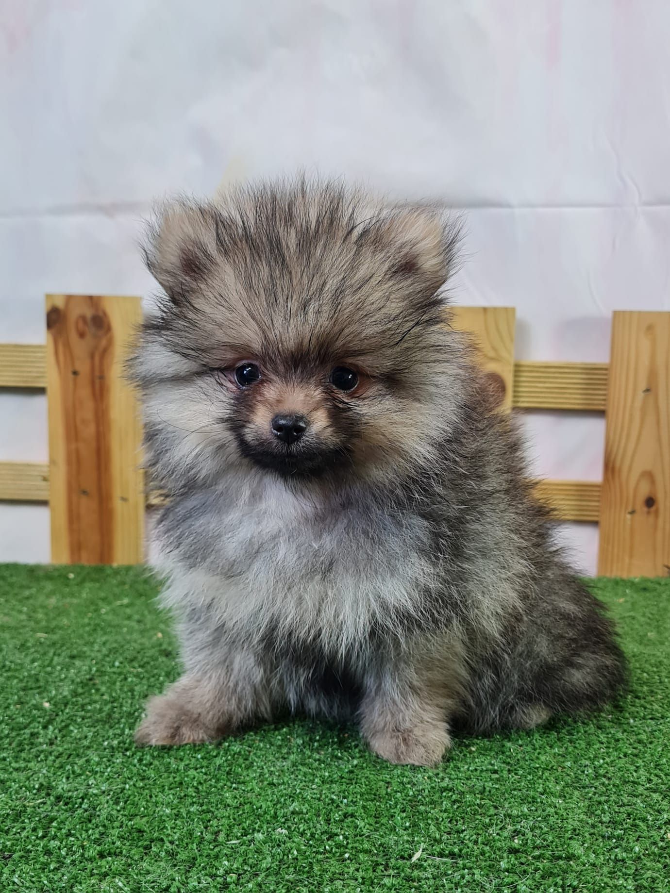 Chiot spitz nain orange charbonné mâle