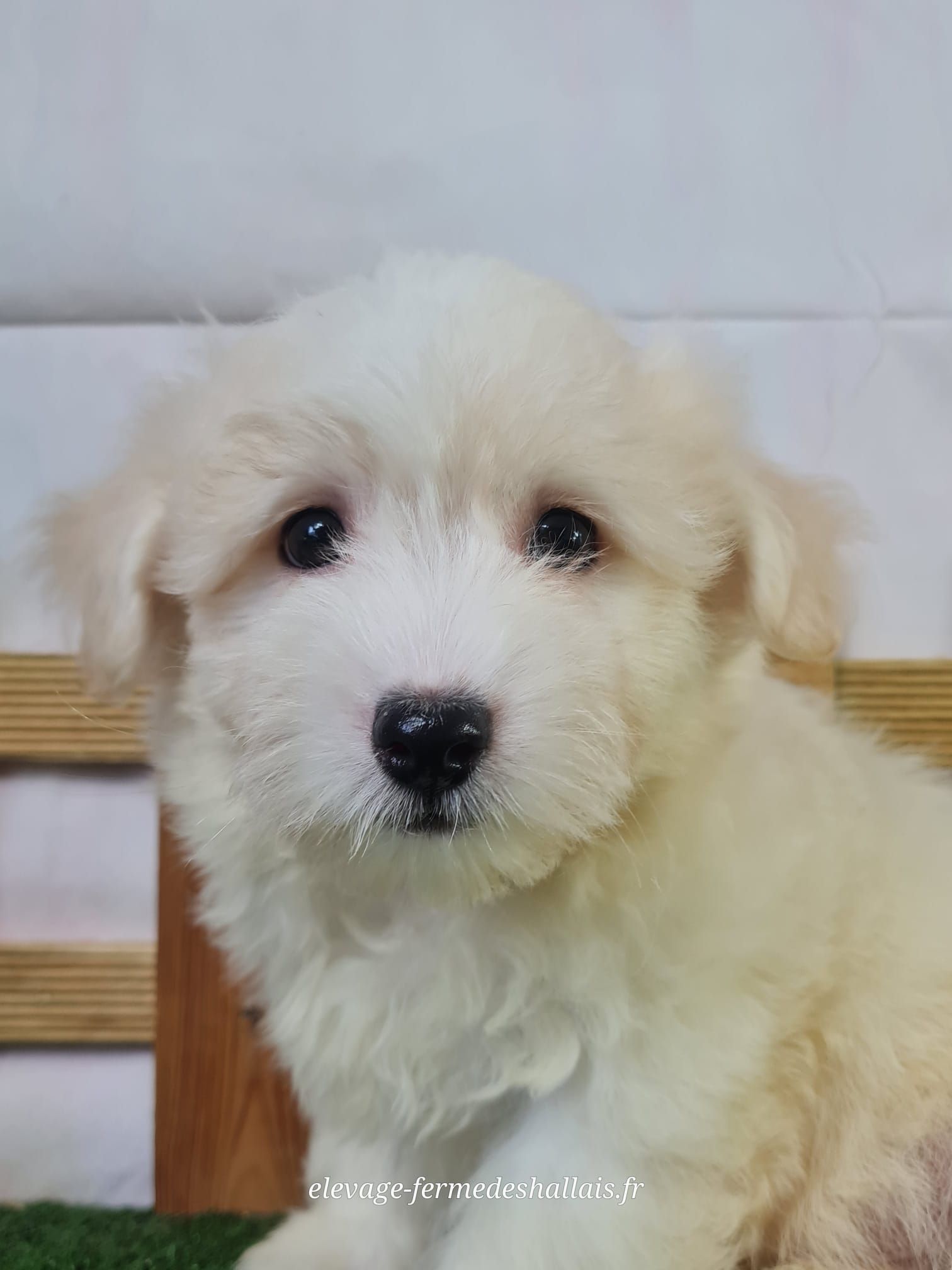 Chiot mâle coton de tuléar
