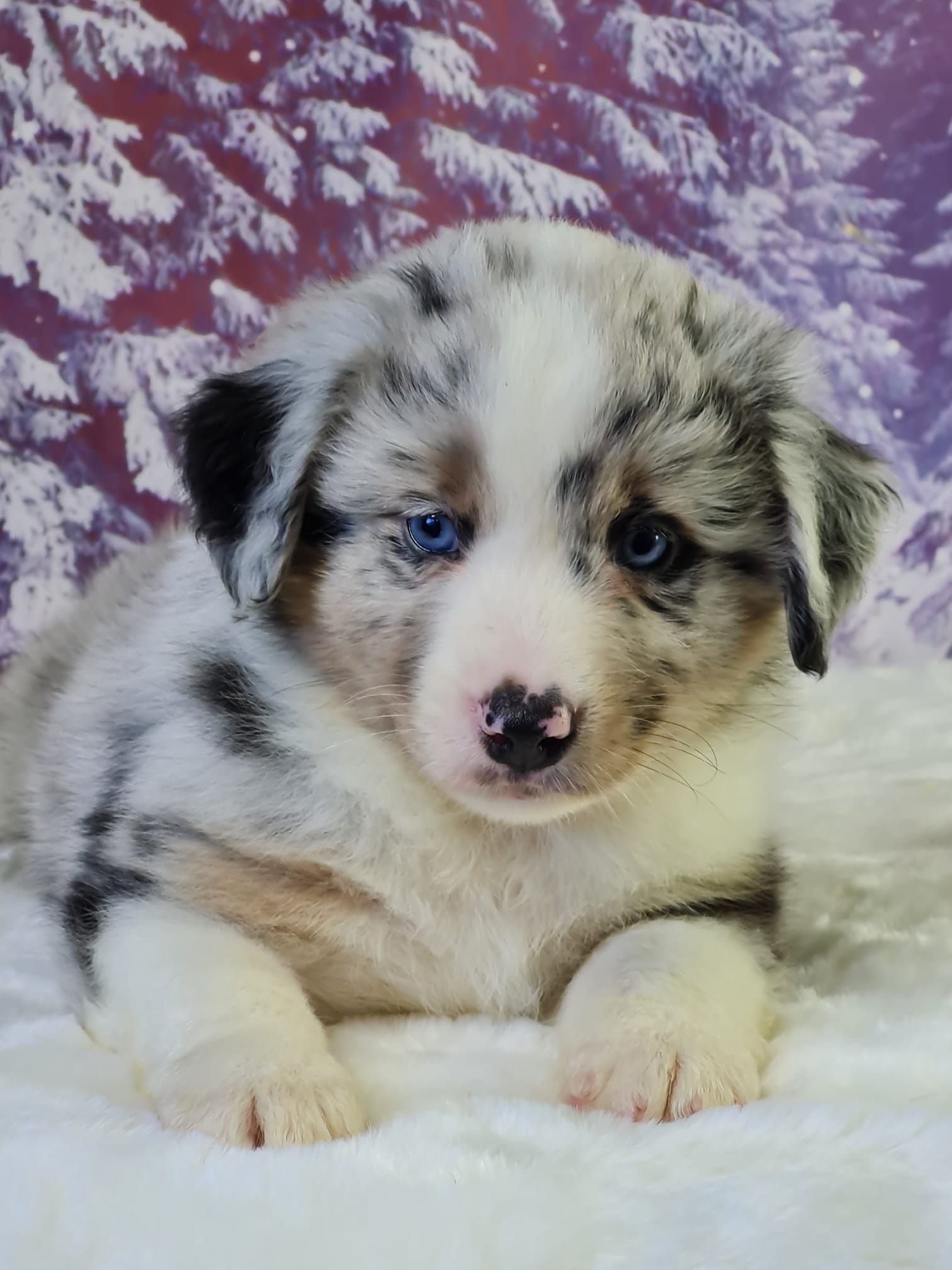 Chiot berger américain mâle bleu merle