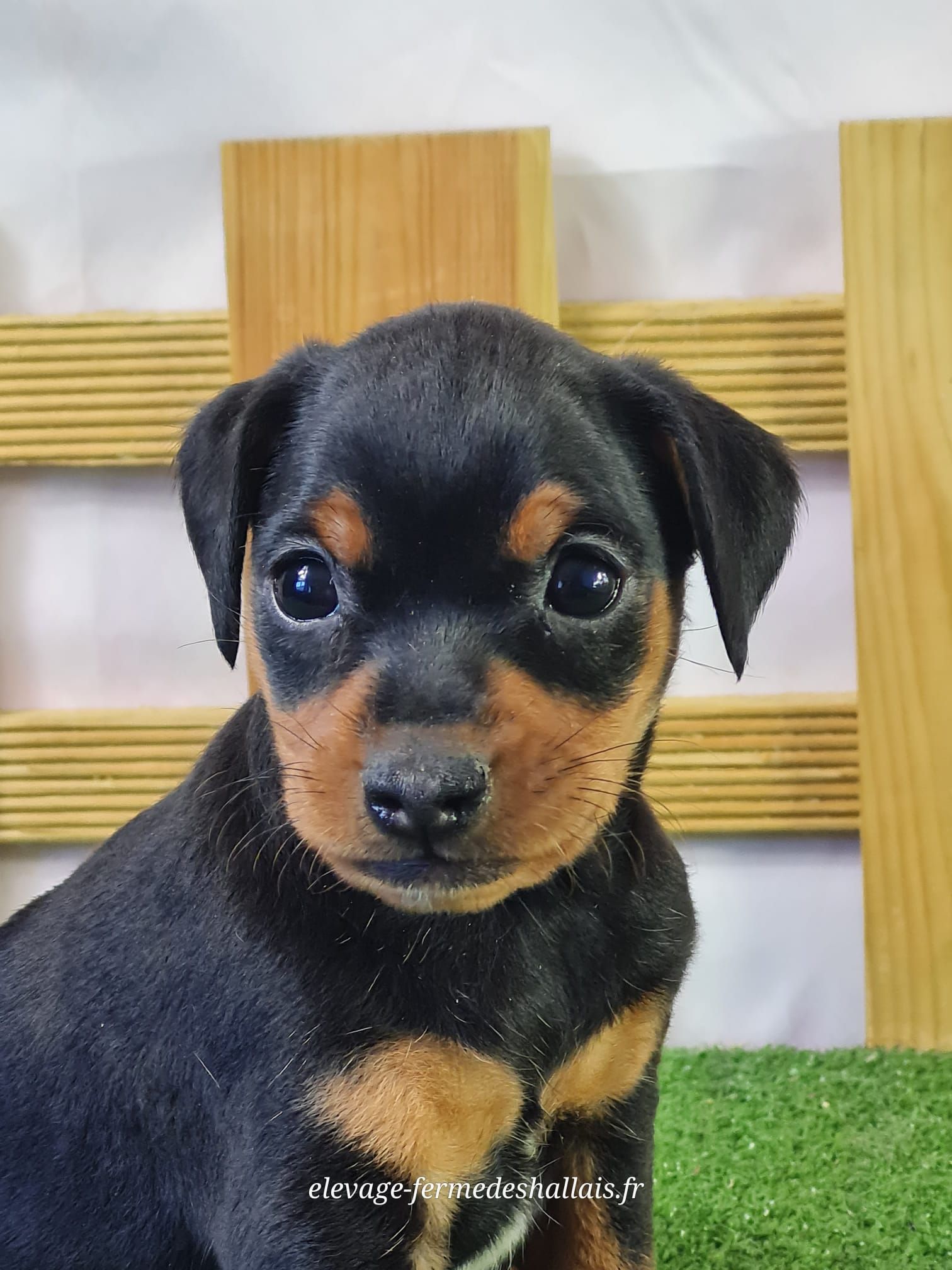 Chiot mâle pinscher nain