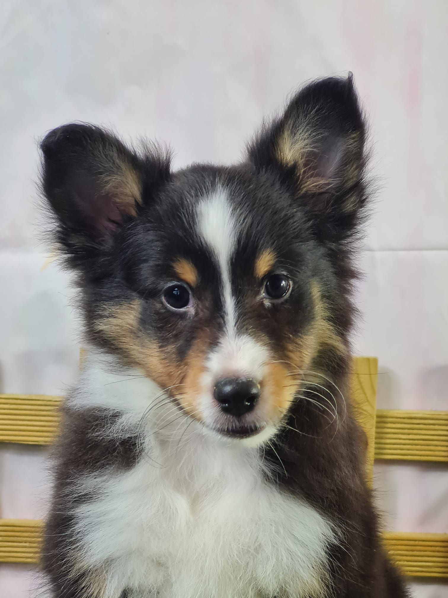 Chiot berger des shetland mâle tricolore