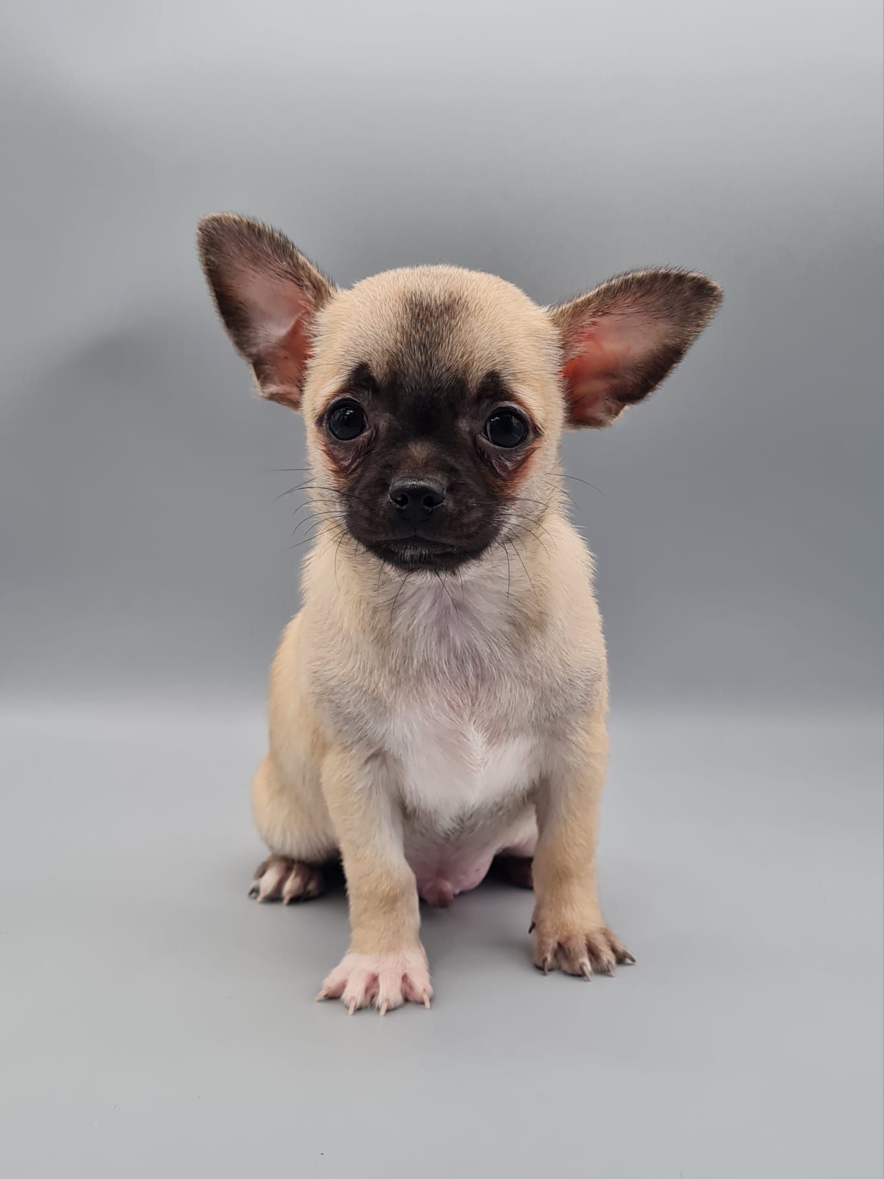 Chiot chihuahua mâle