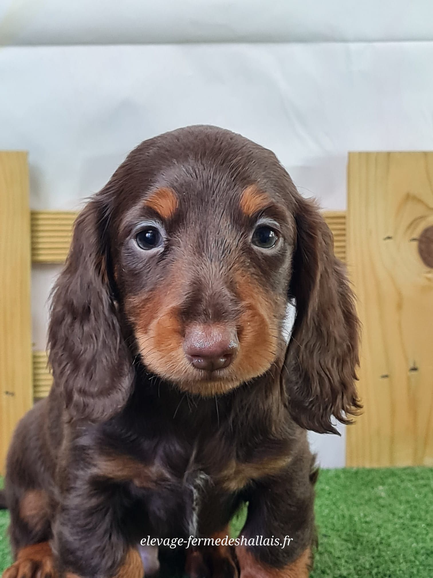 Chiot mâle teckel poil long