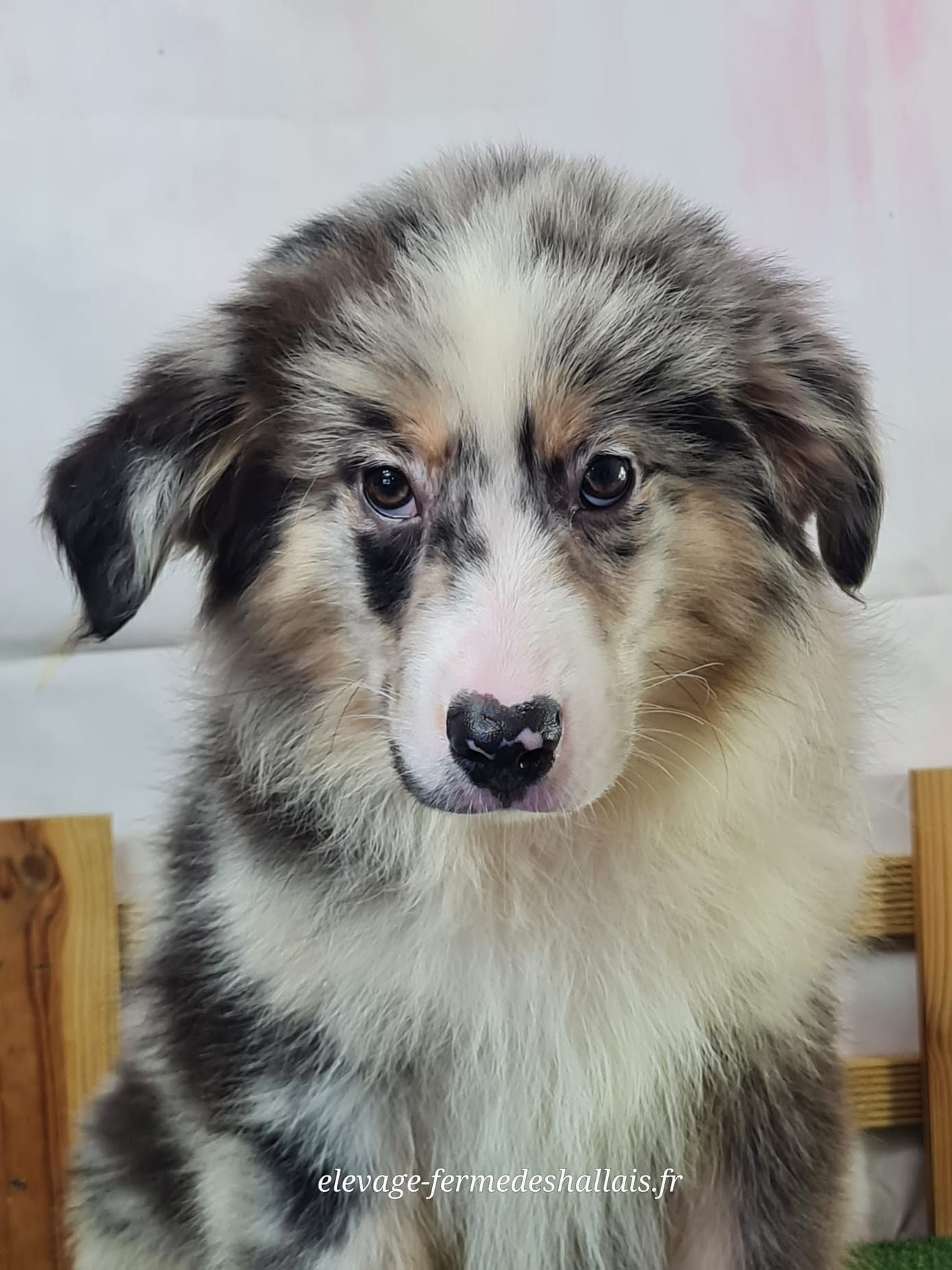 Chiot berger américain miniature mâle bleu merle