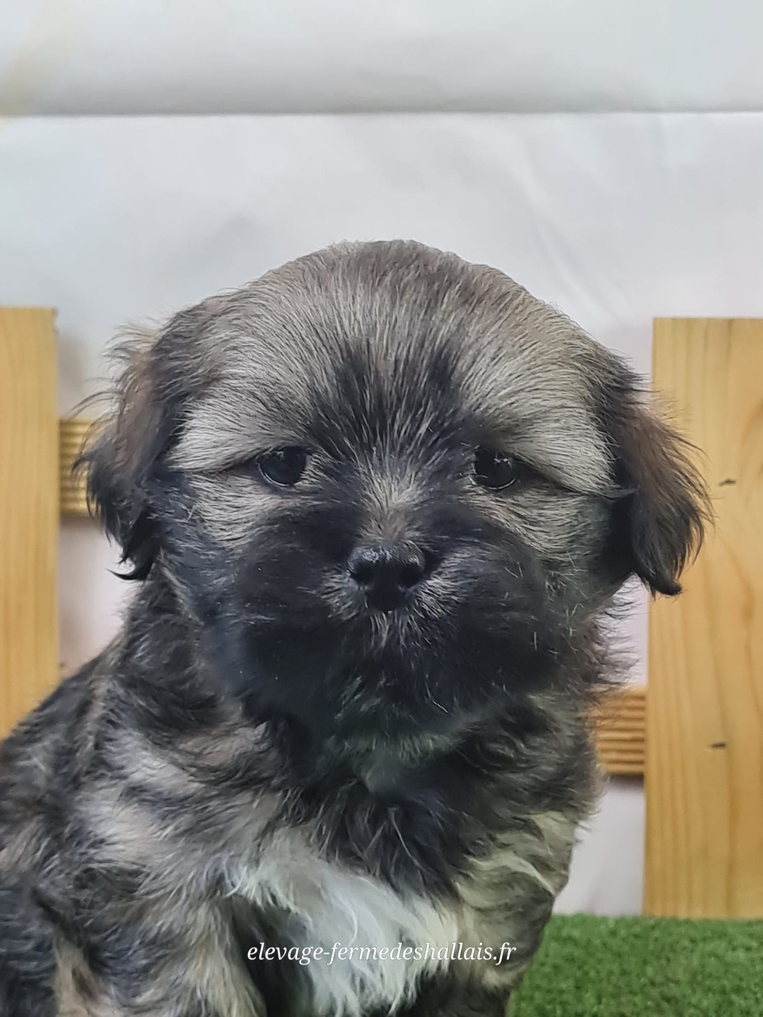Chiot mâle lhassa apso