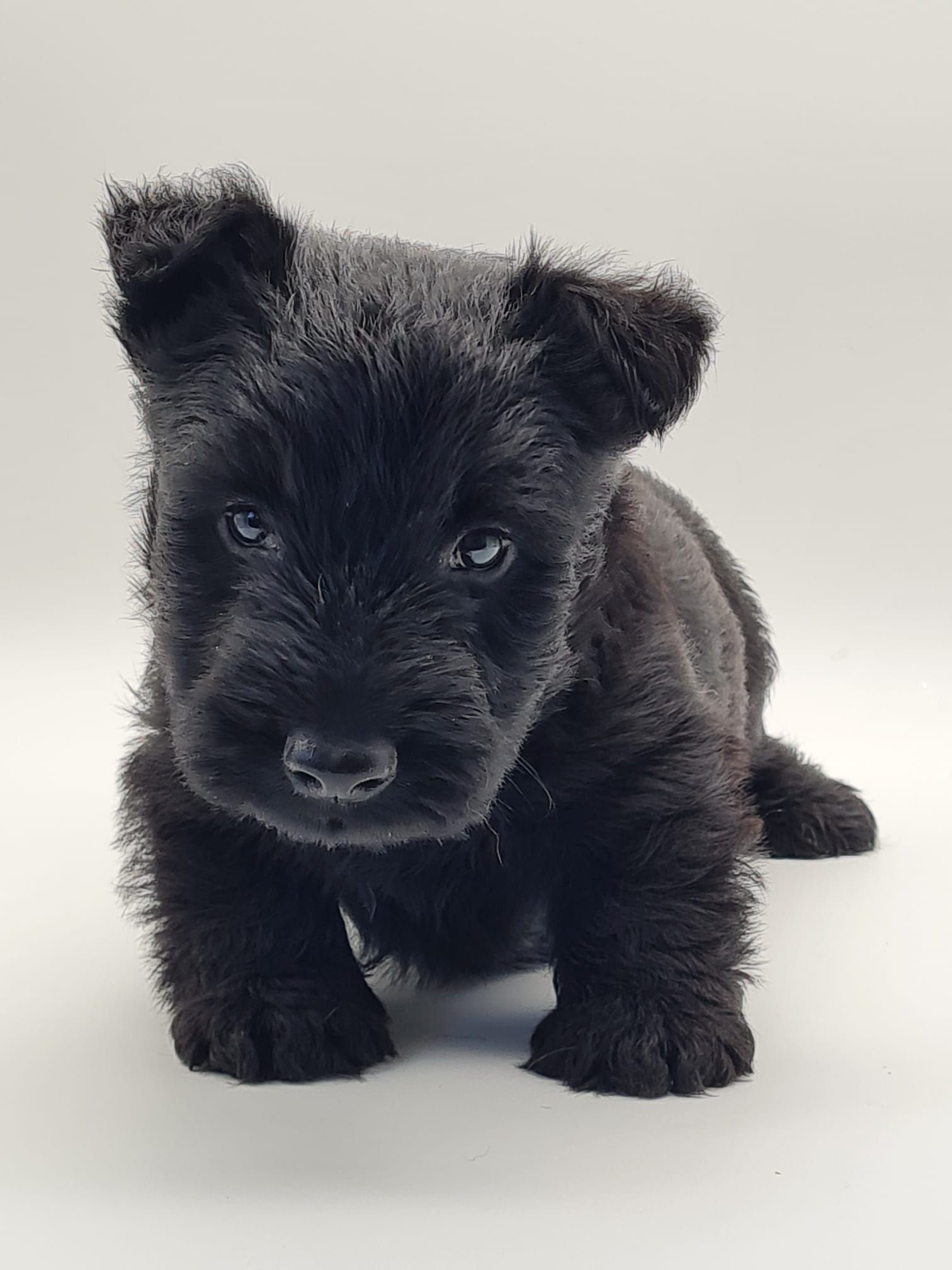 Chiot scottish terrier mâle noir