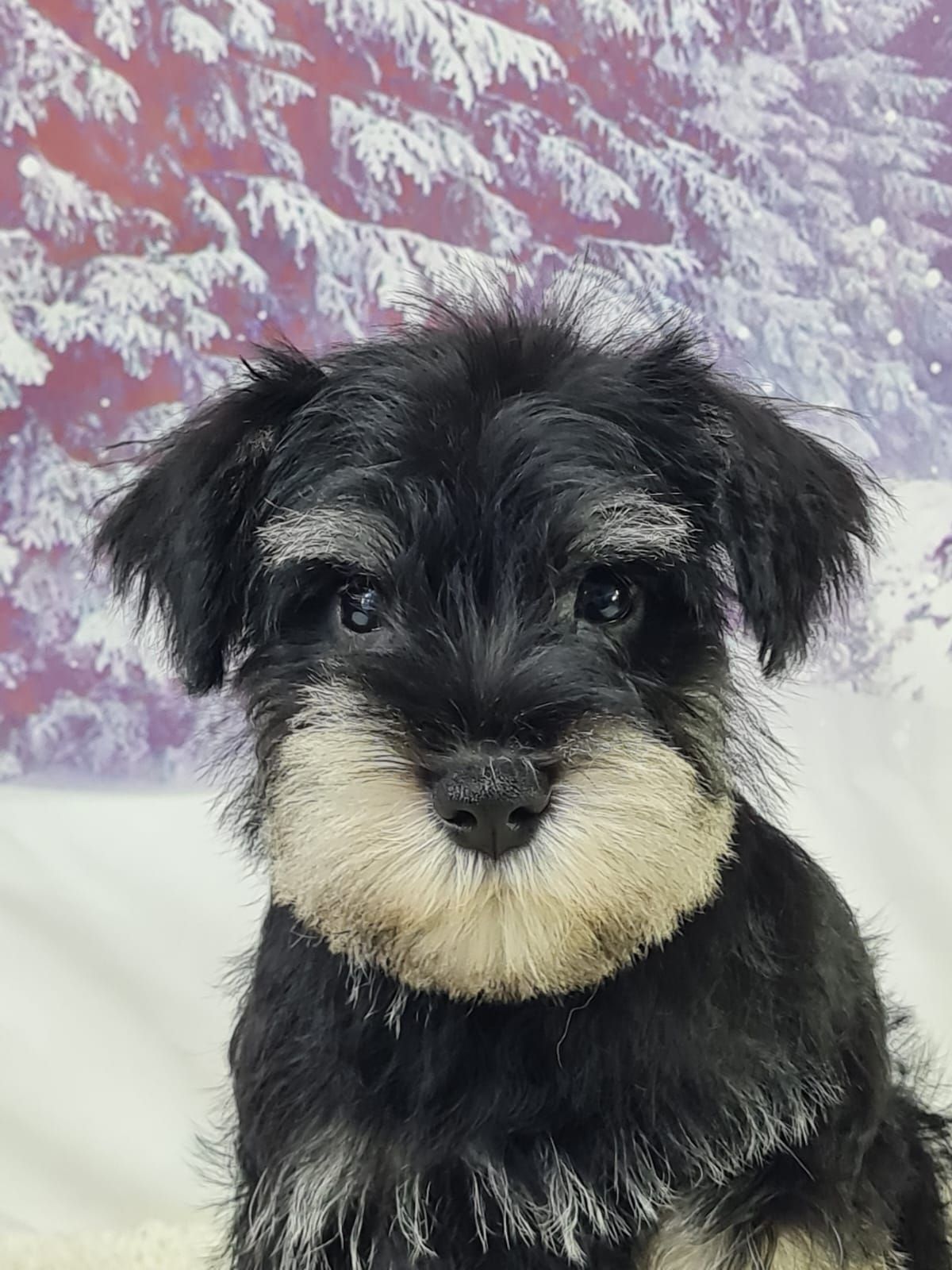 Chiot schnauzer nain mâle noir et argent