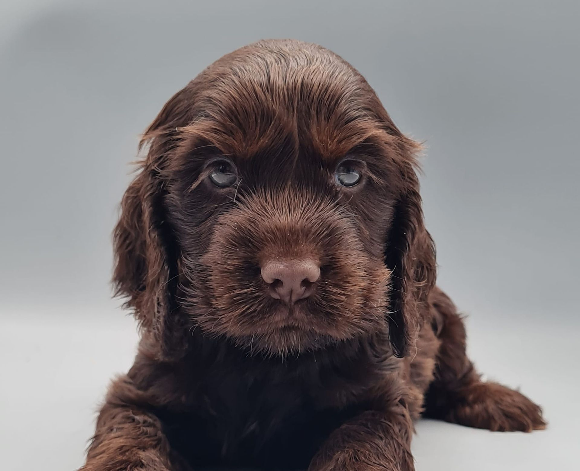 Chiot cocker anglais mâle chocolat