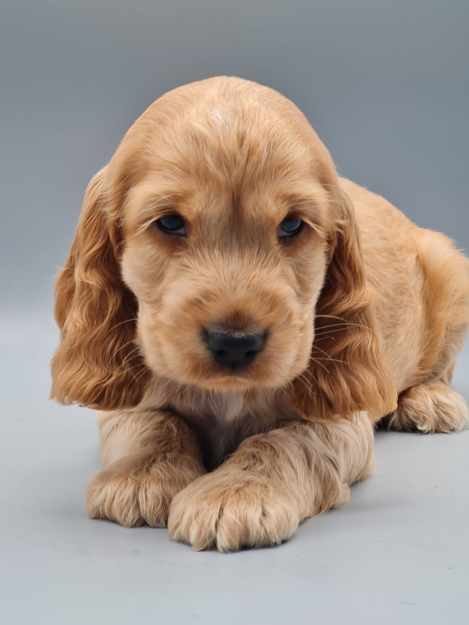 Chiot cocker anglais golden mâle