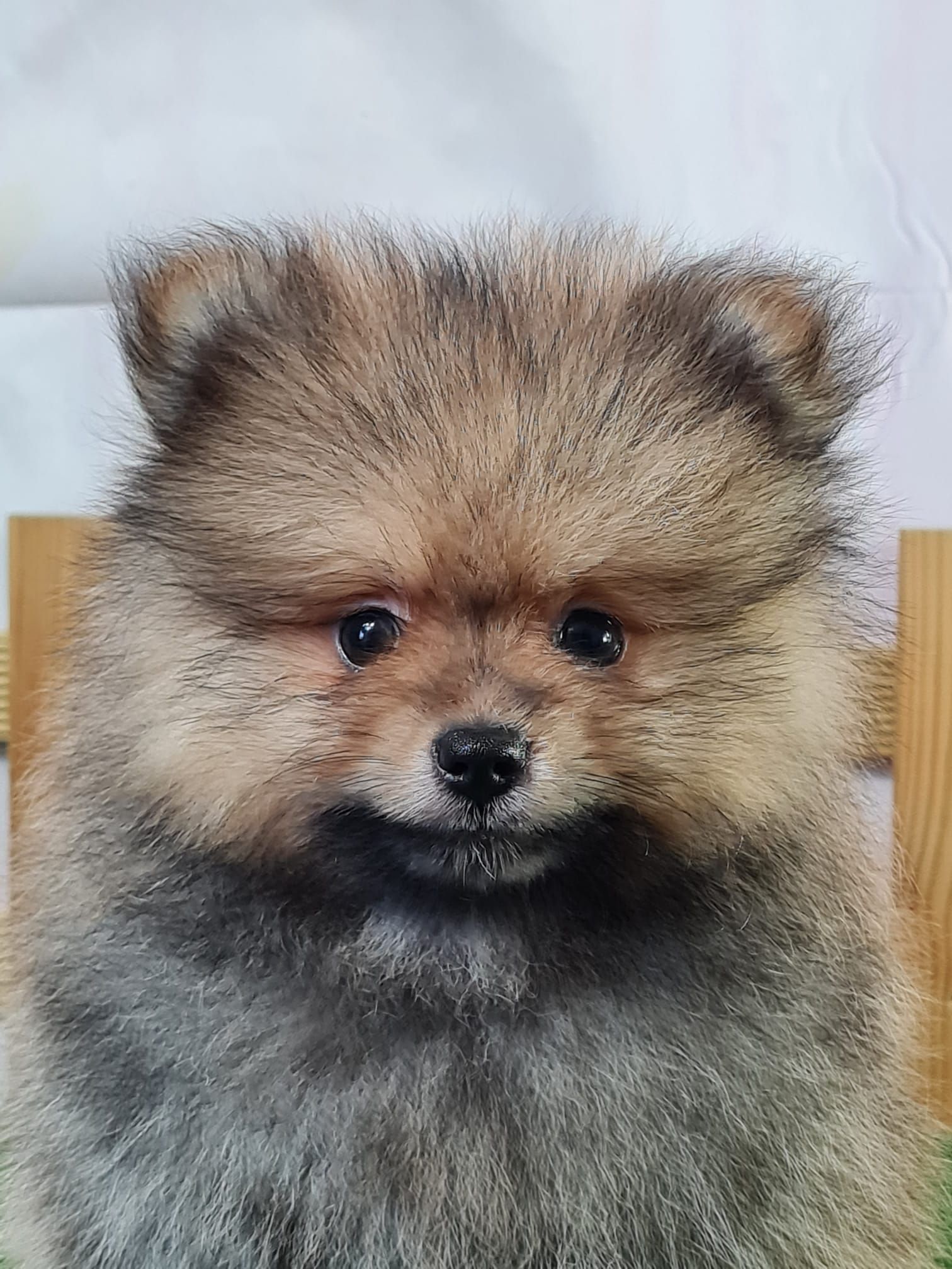 Chiot spitz nain mâle orange charbonné