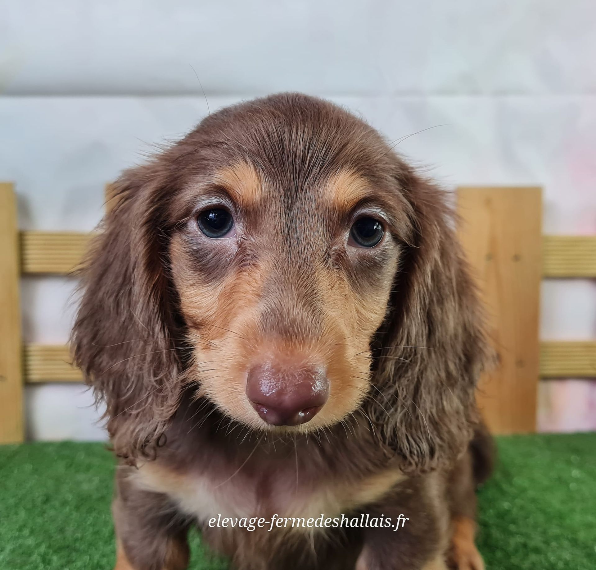 Chiot mâle teckel poil long