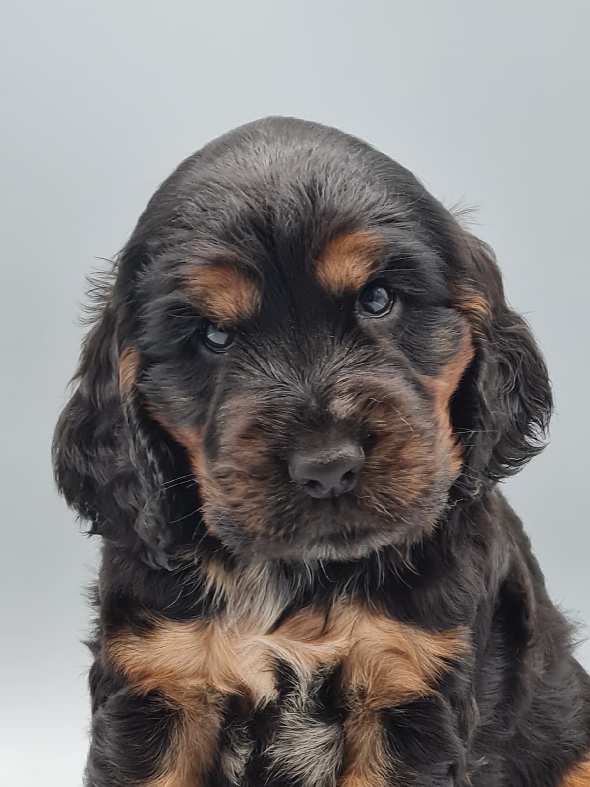 Chiot cocker anglais mâle noir et feu