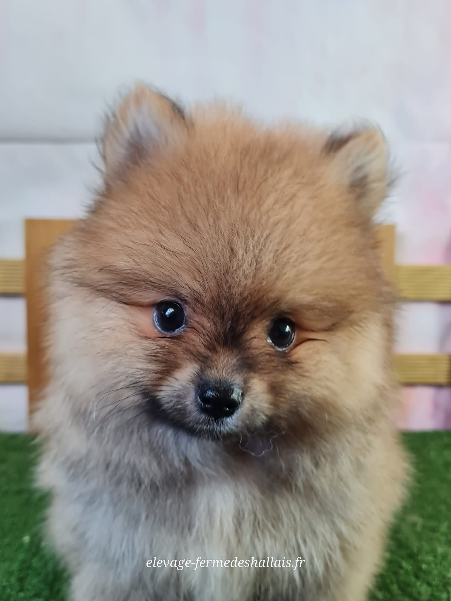 Chiot mâle spitz nain