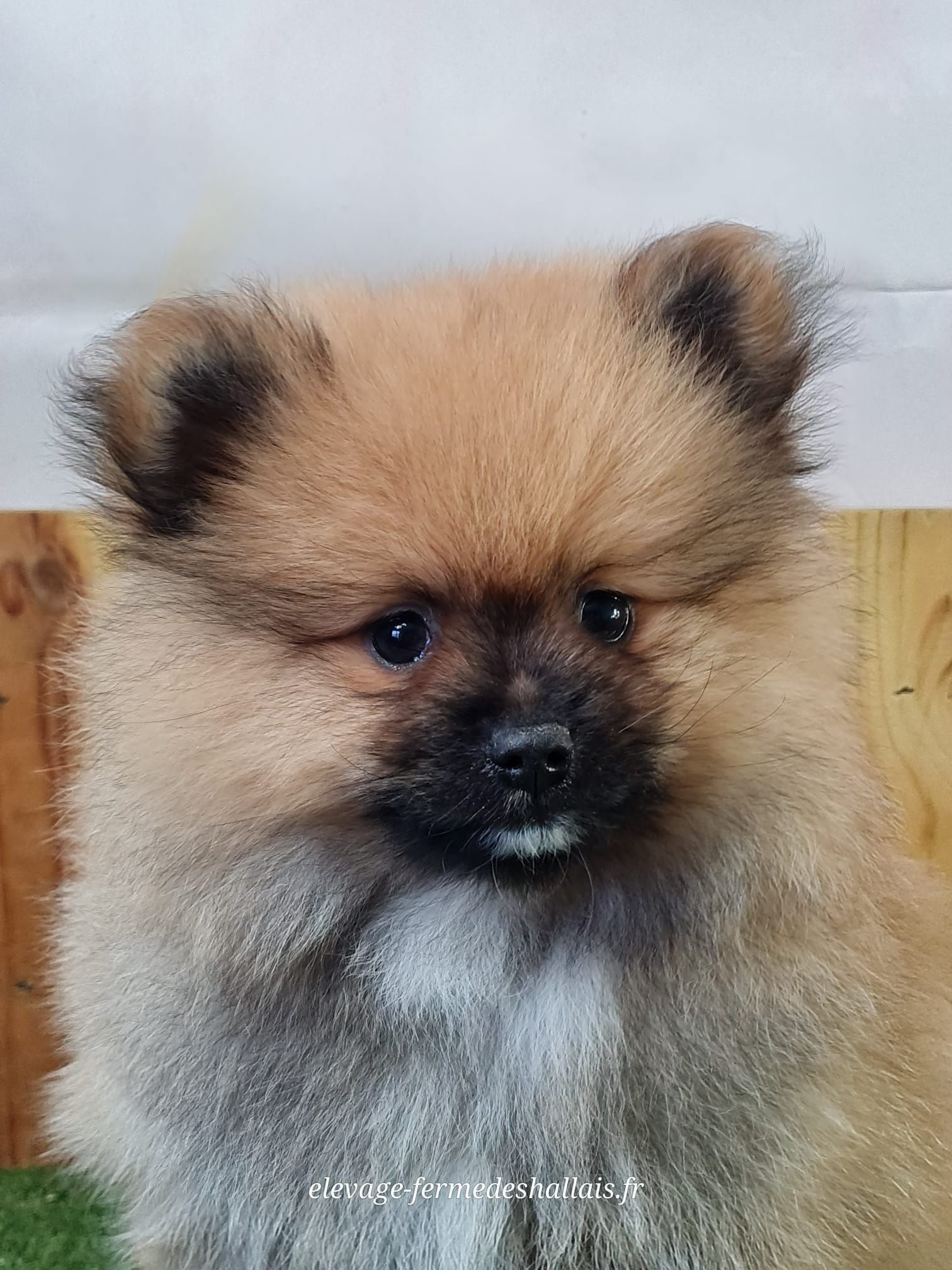 Chiot spitz allemand nain mâle