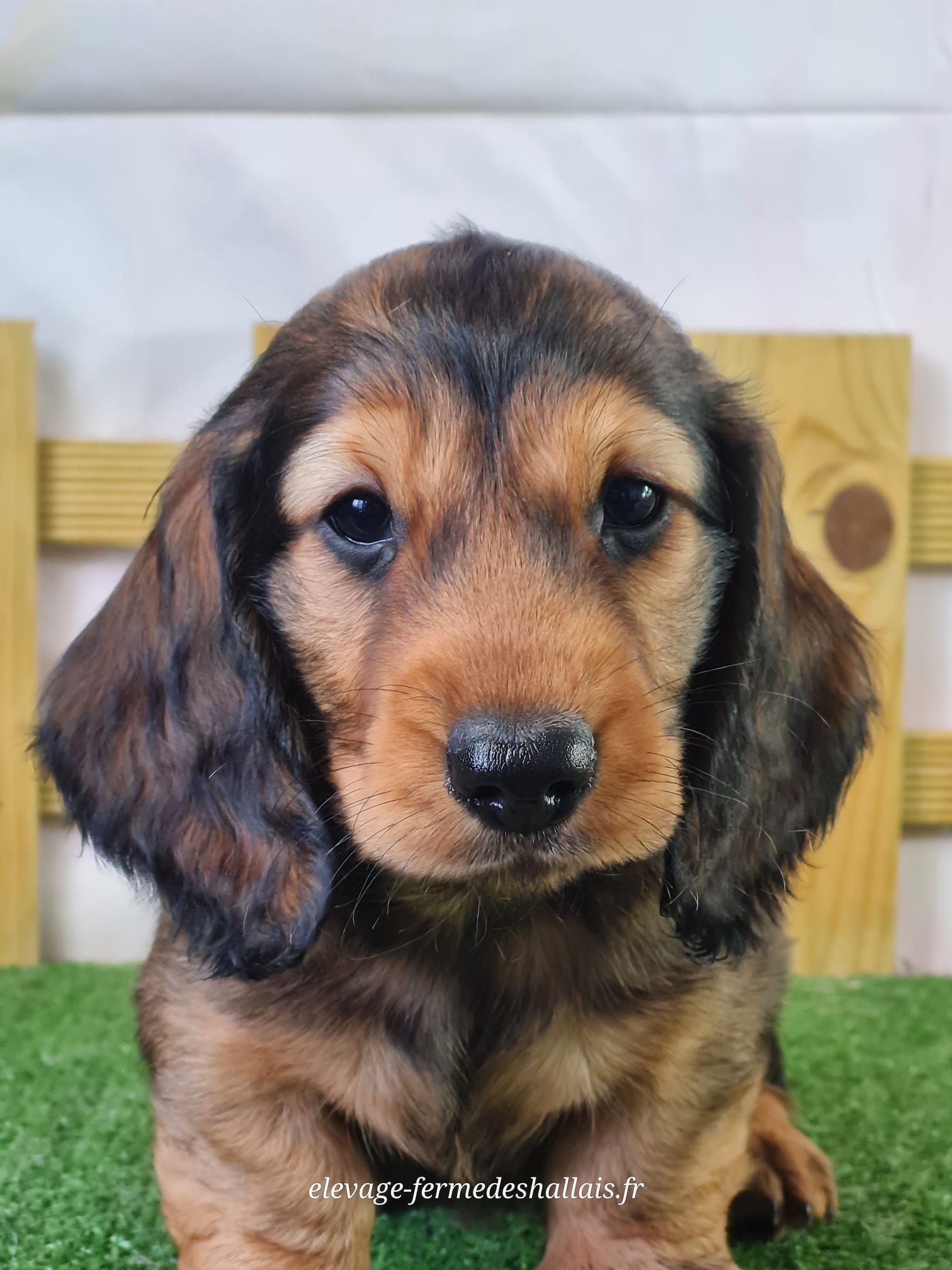 Chiot teckel poil long mâle chocolat et feu