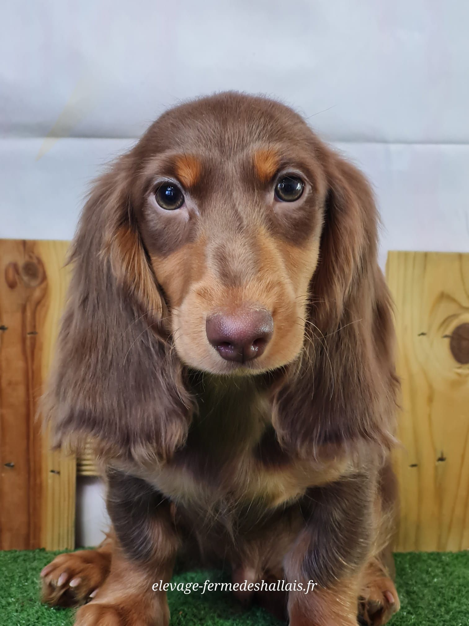 Chiot teckel poil long mâle chocolat et feu
