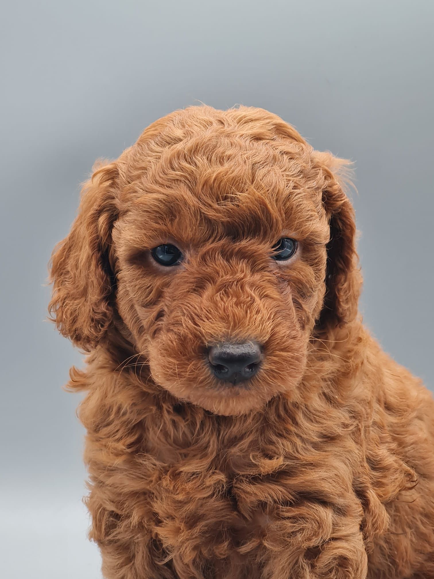 Chiot caniche nain abricot mâle