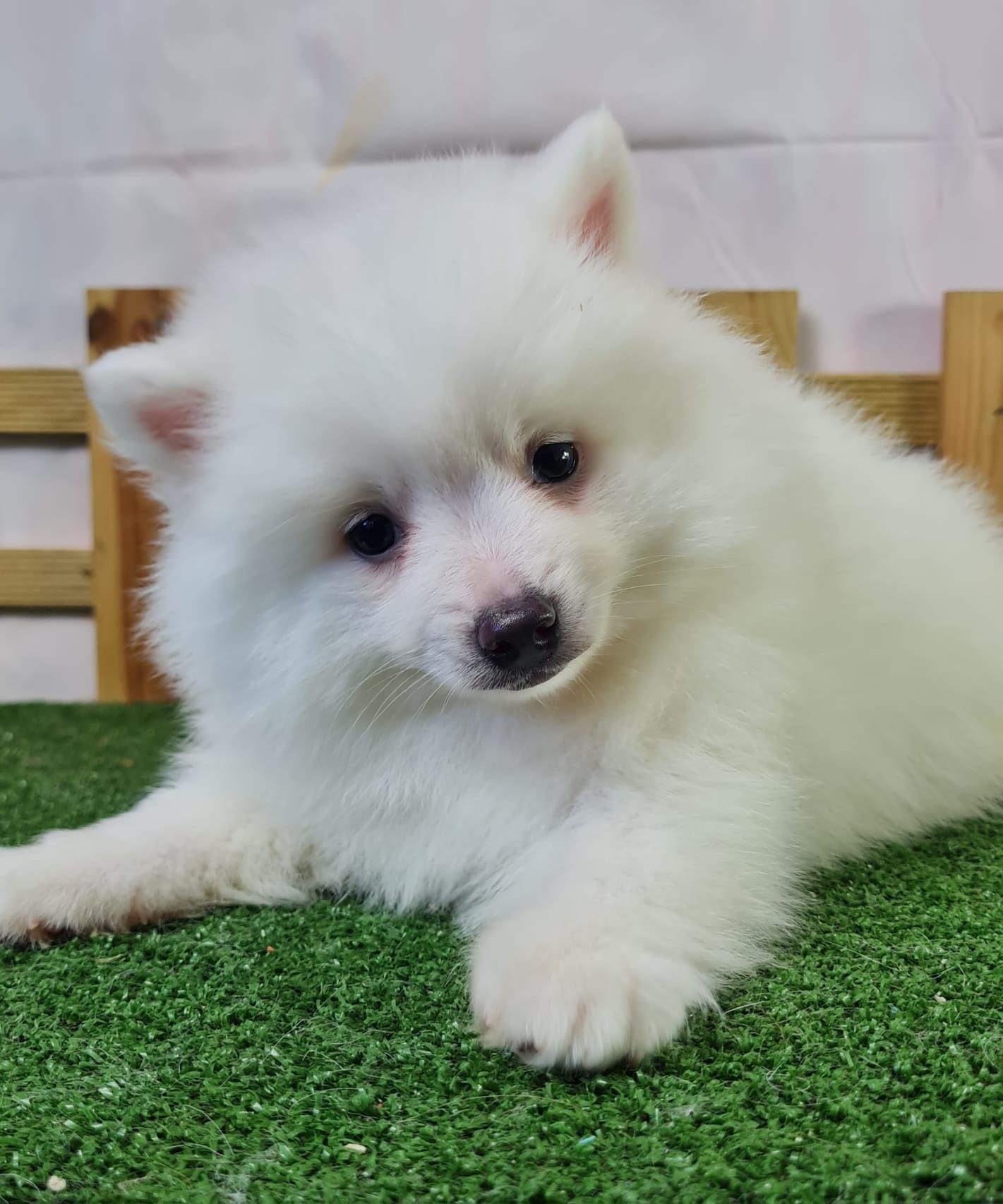 Chiot volpino mâle