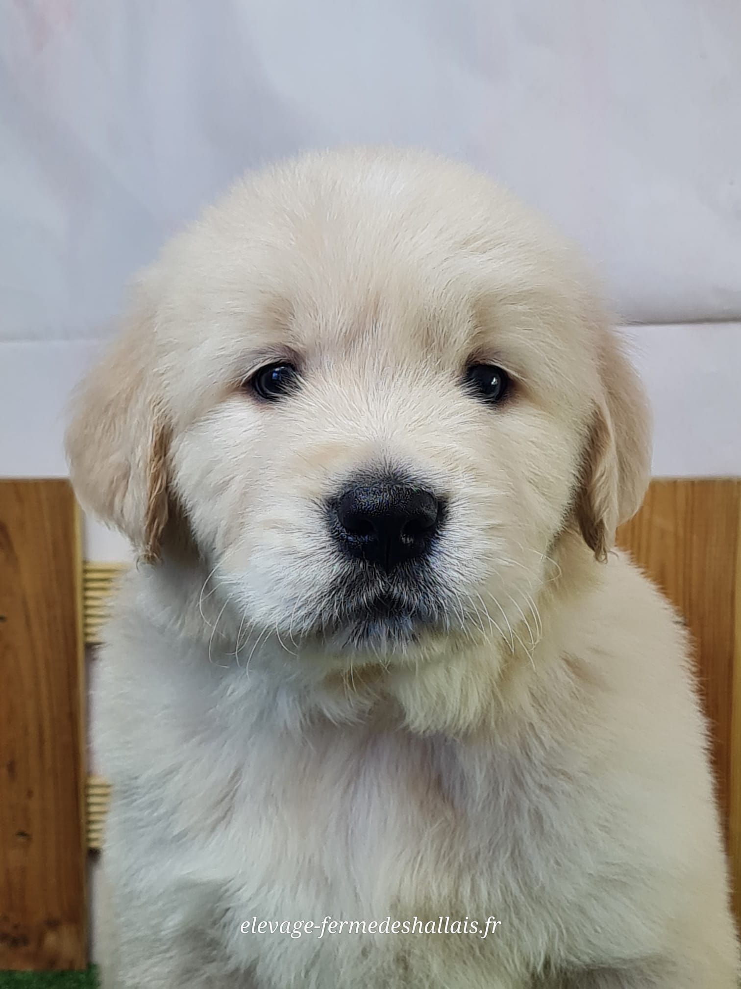 Chiot golden retriever mâle