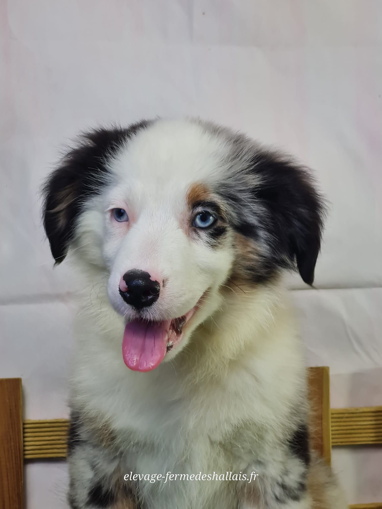 Chiot berger américain mâle