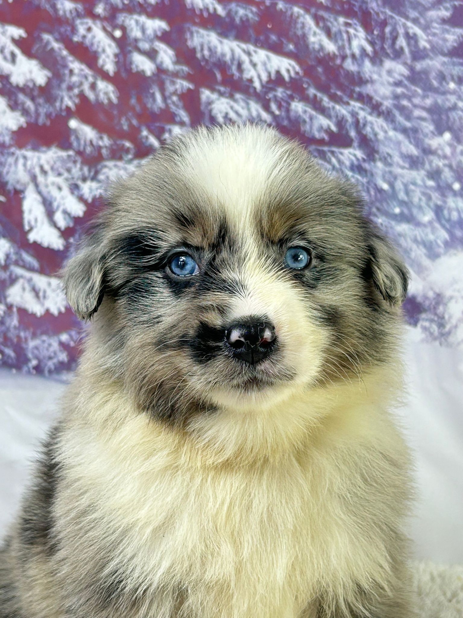 Chiot berger américain miniature mâle bleu merle