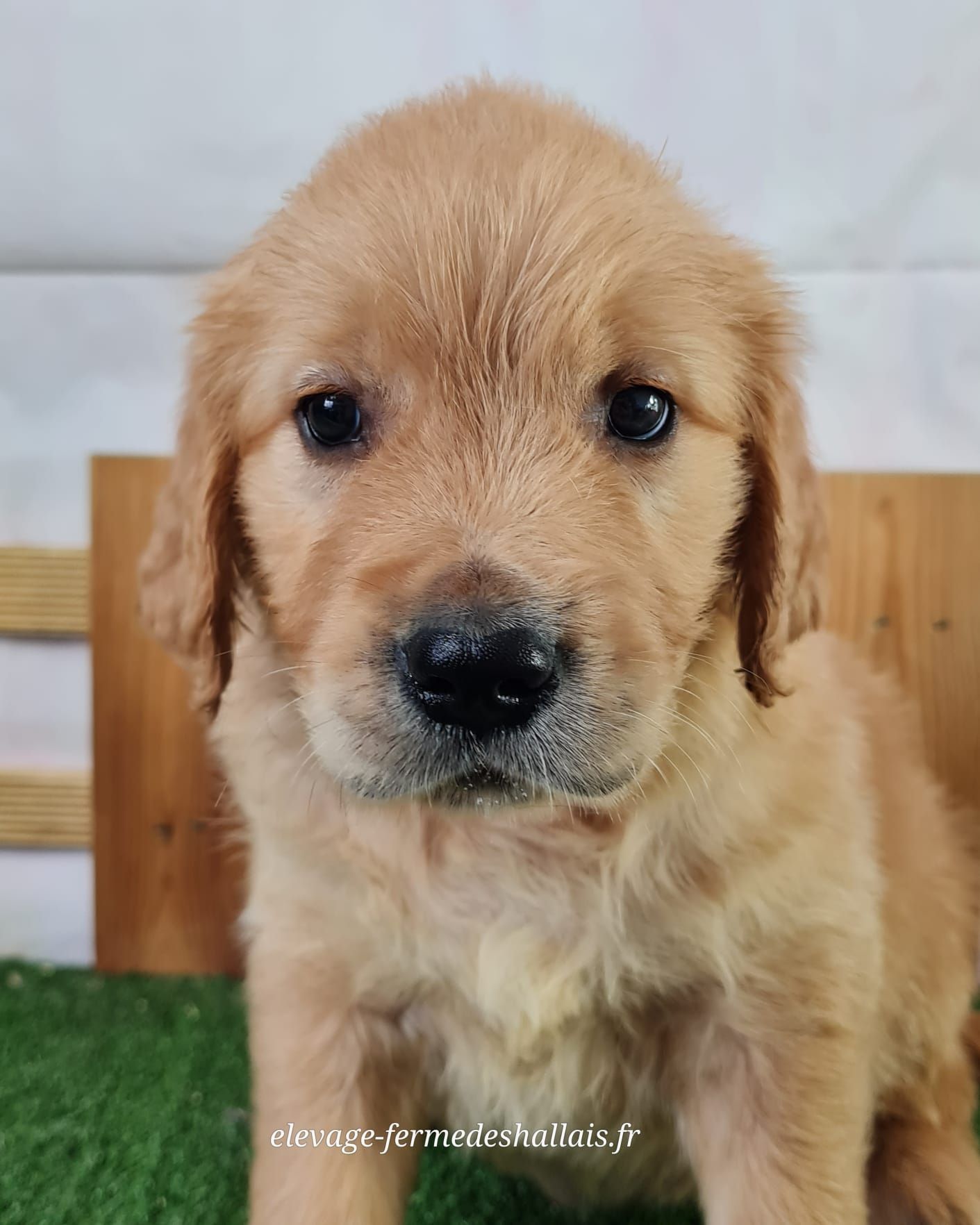 Chiot golden retriever mâle