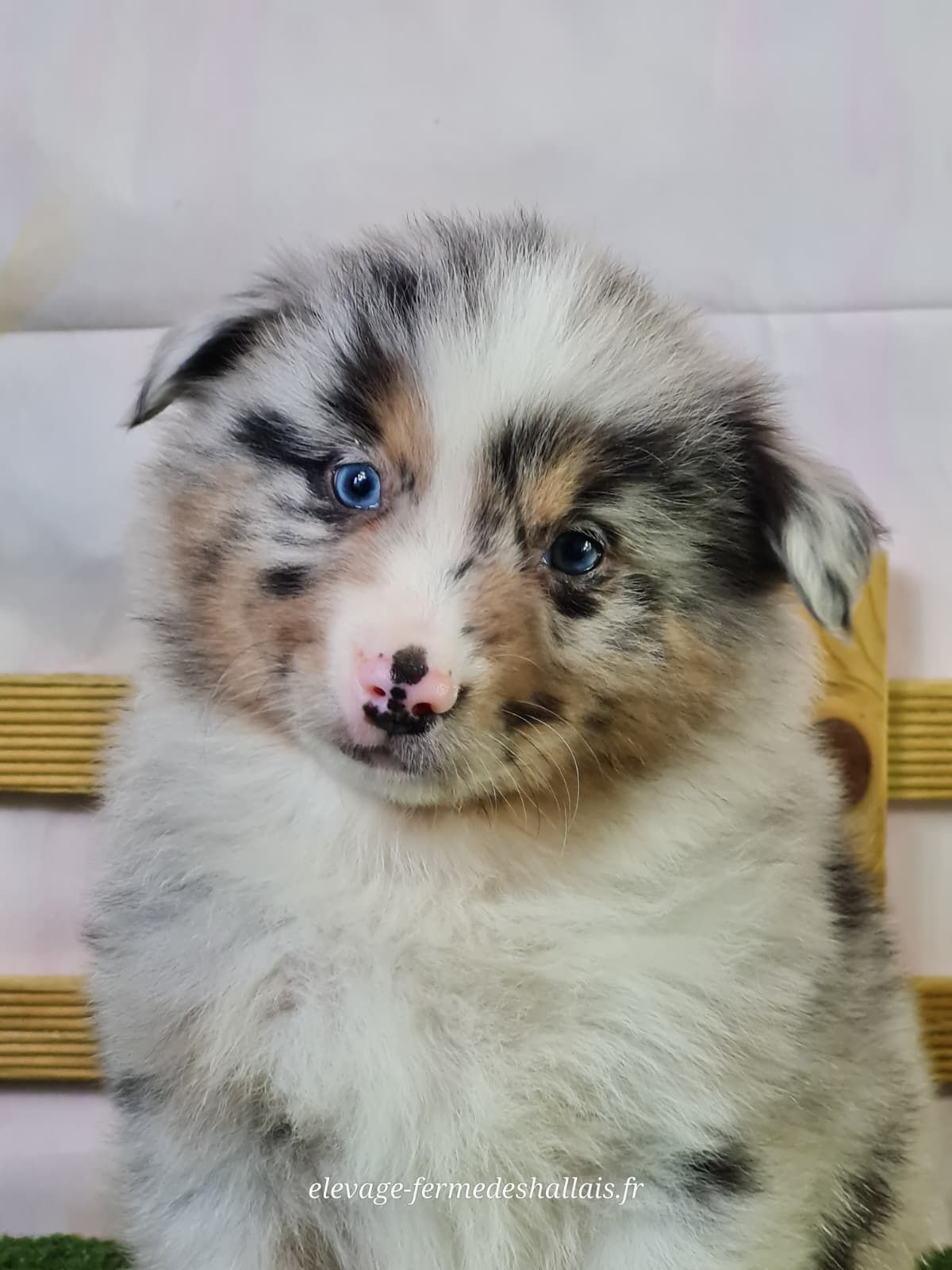 Chiot berger américain miniature bleu merle mâle