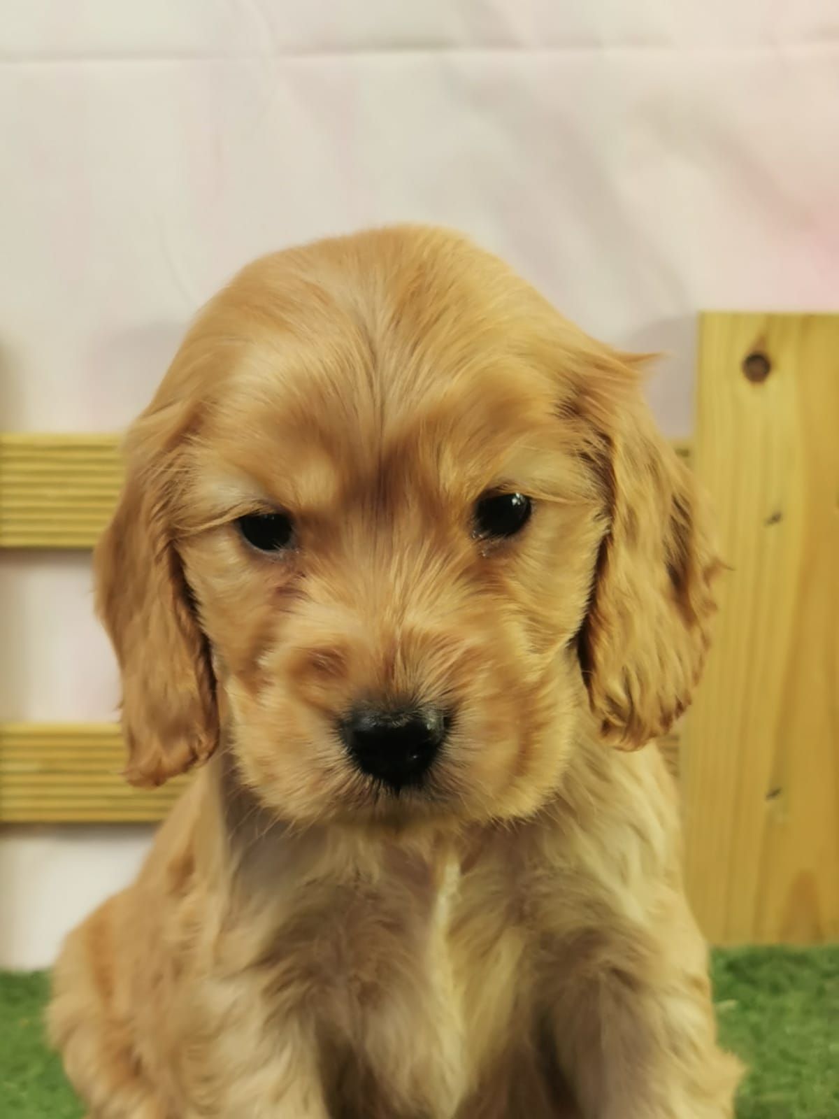 Chiot cocker anglais mâle golden