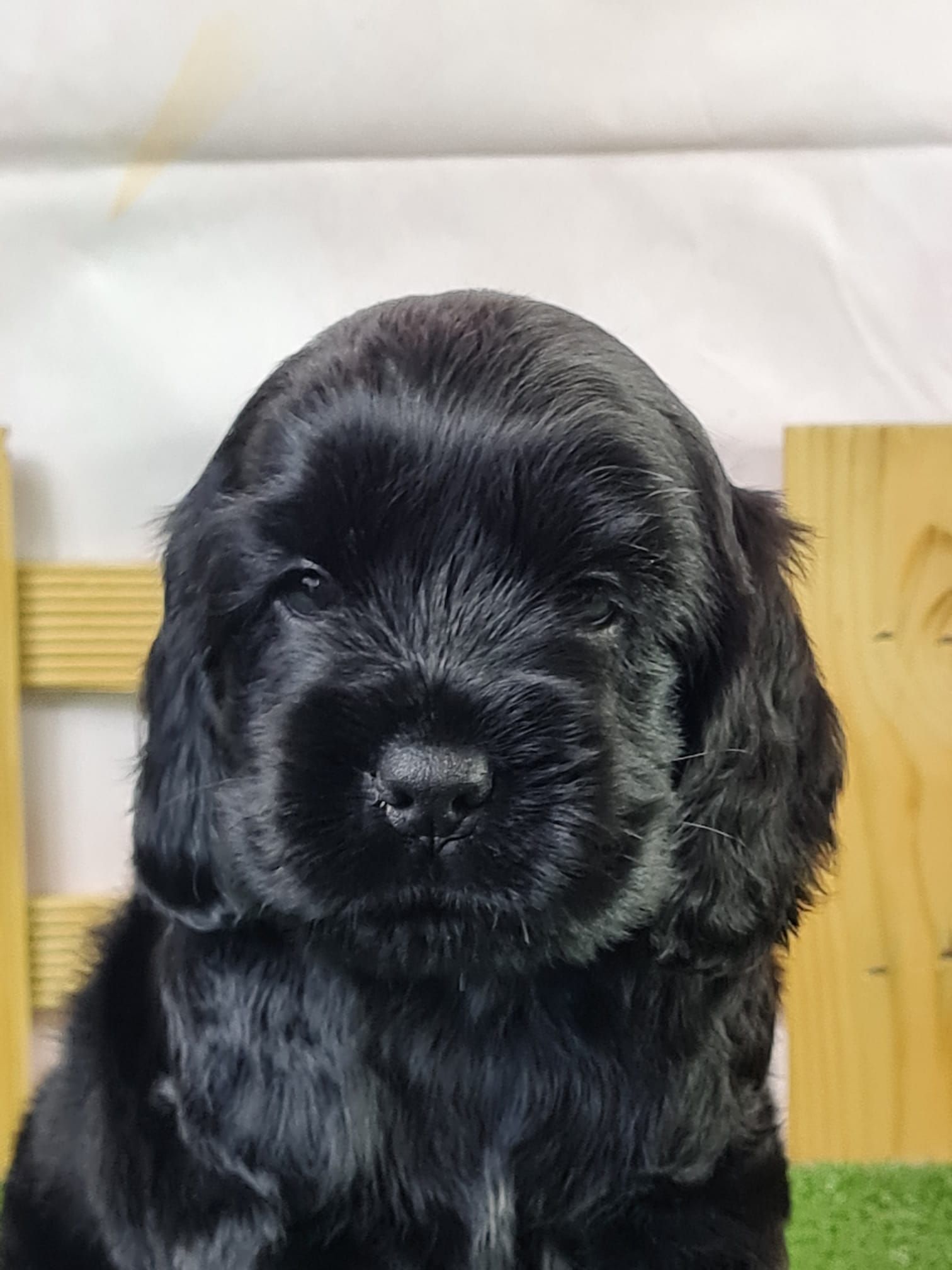 Chiot cocker anglais mâle noir