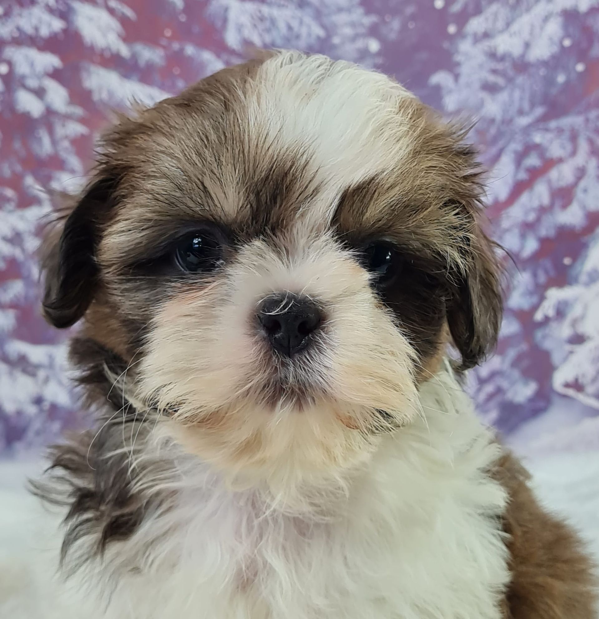 Chiot shih tzu mâle