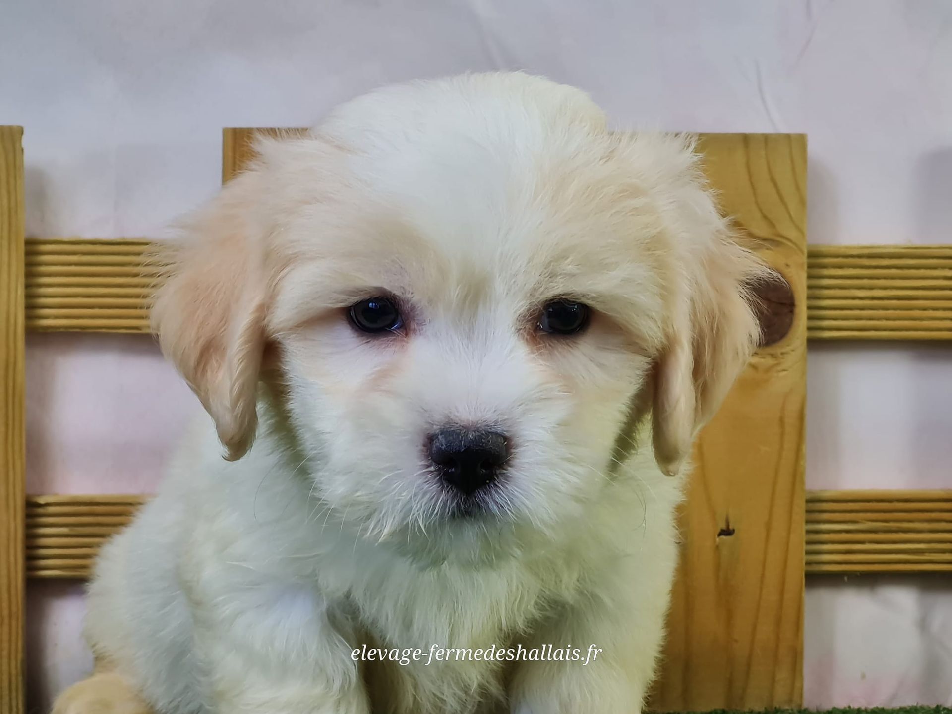 Chiot coton de tuléar mâle