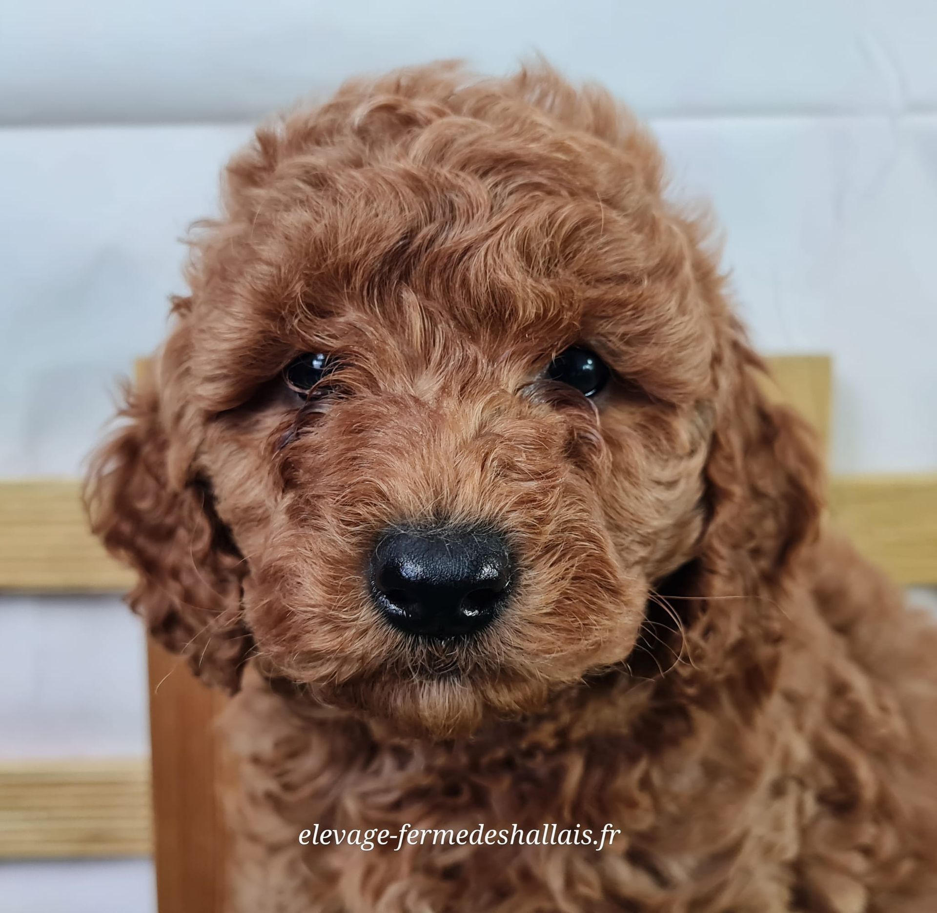 Chiot mâle caniche nain abricot