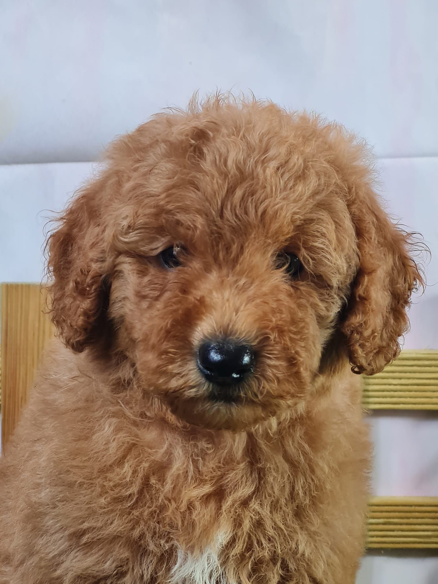 Chiot caniche nain de couleur abricot.
