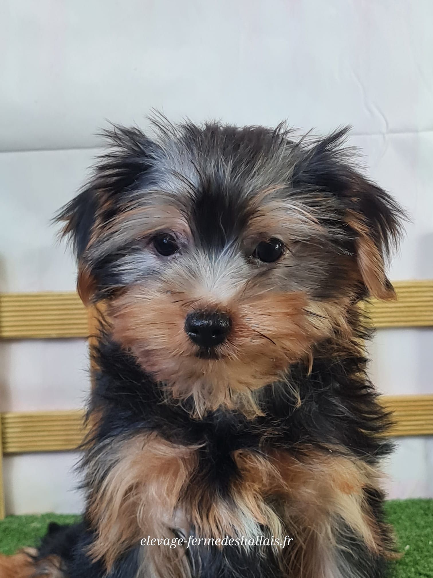 Chiot yorkshire mâle