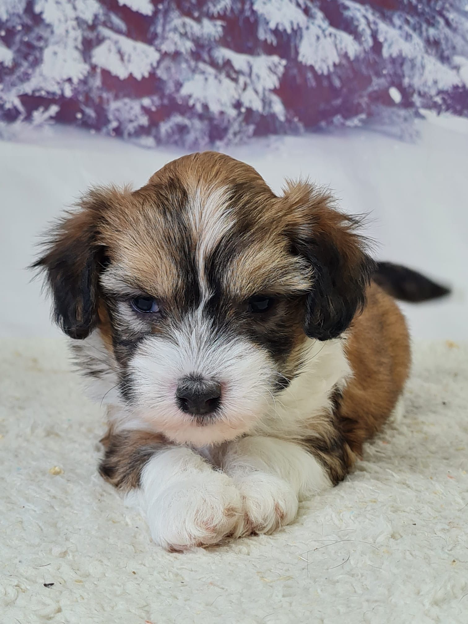 Chiot chinois à crête variété houpette mâle marron et blanc