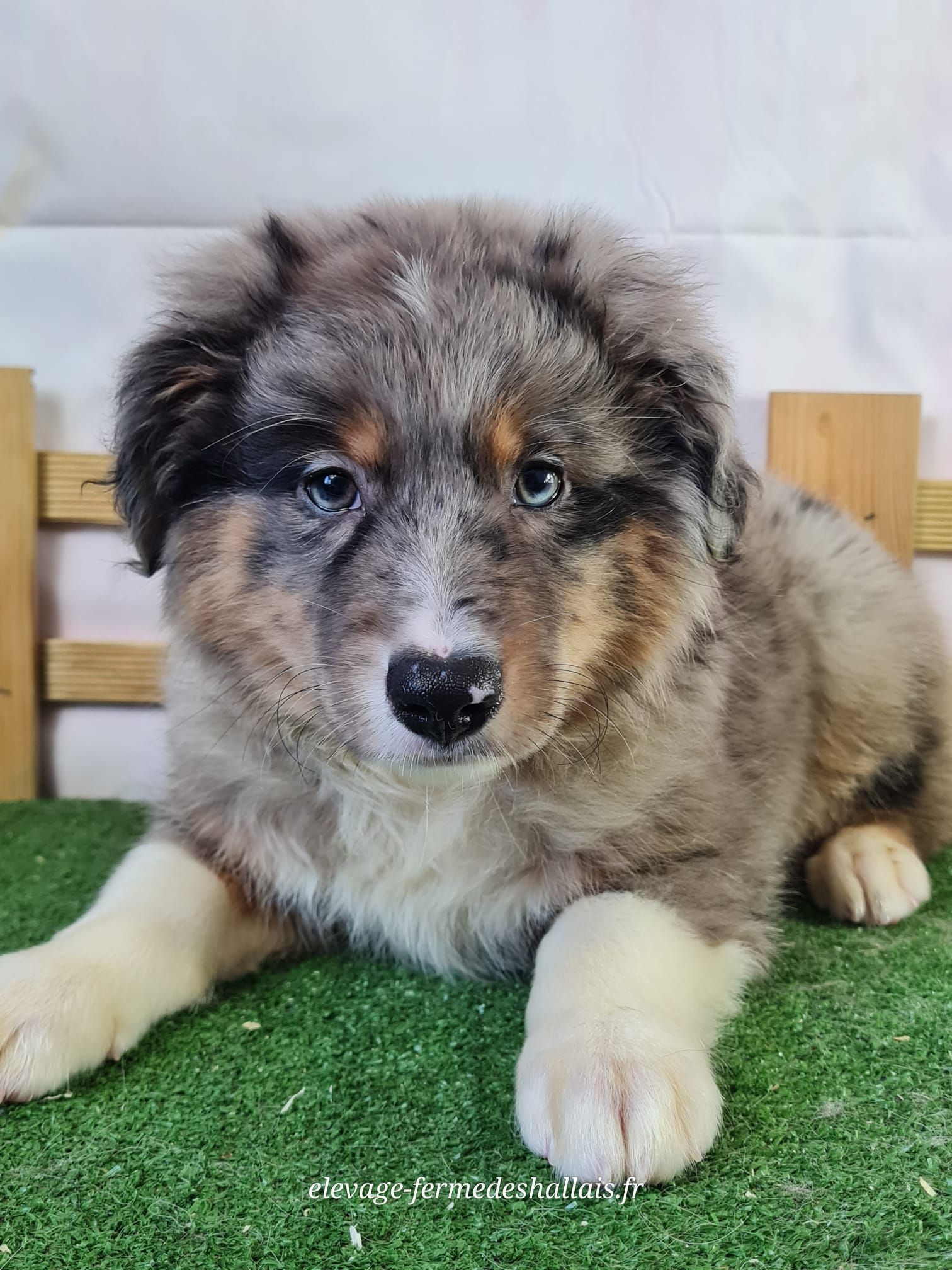 Chiot berger américain miniature mâle bleu merle