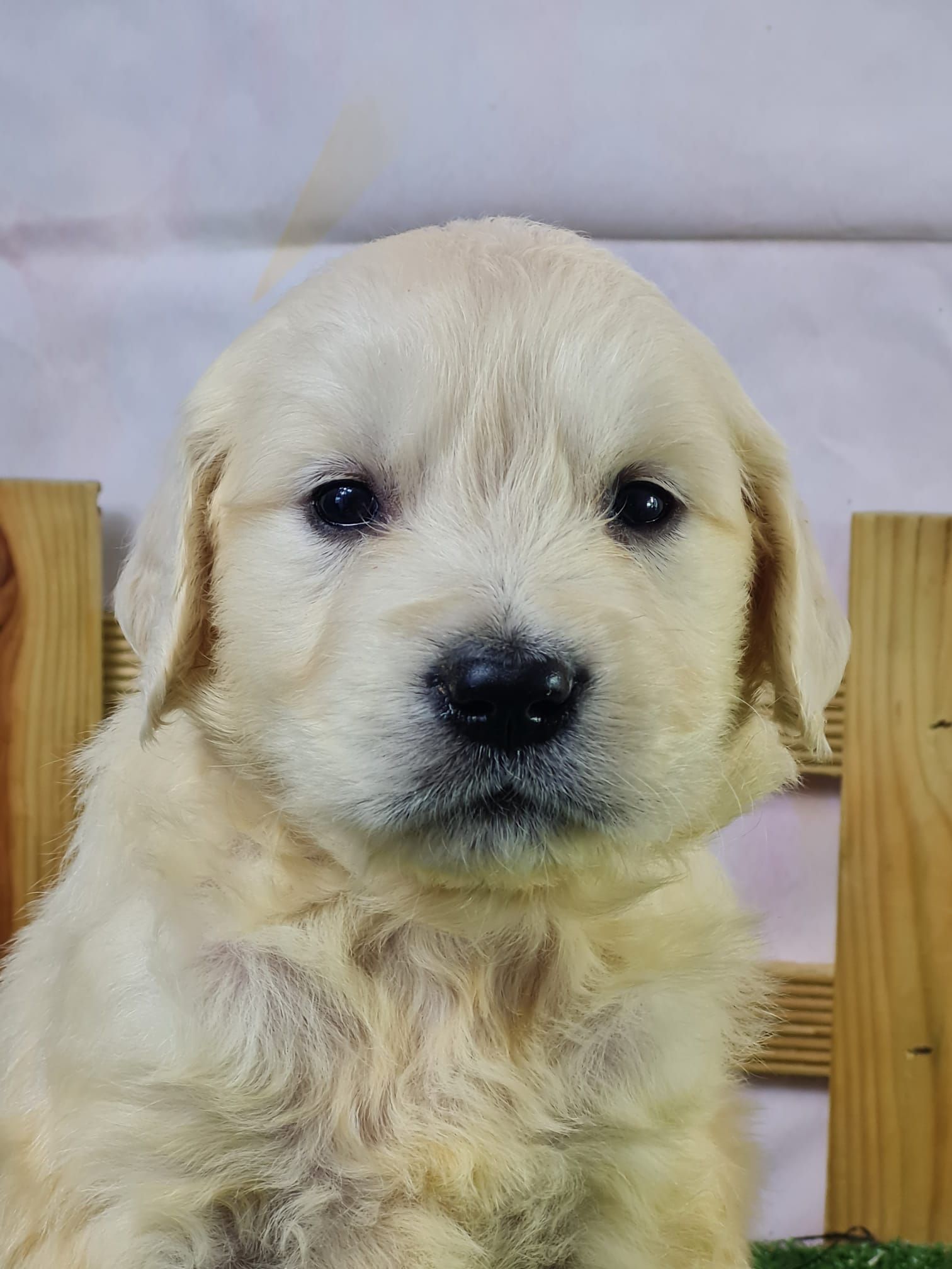 Chiot golden retriever mâle