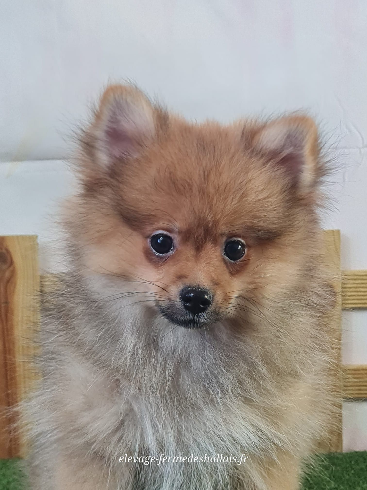 Chiot spitz nain mâle