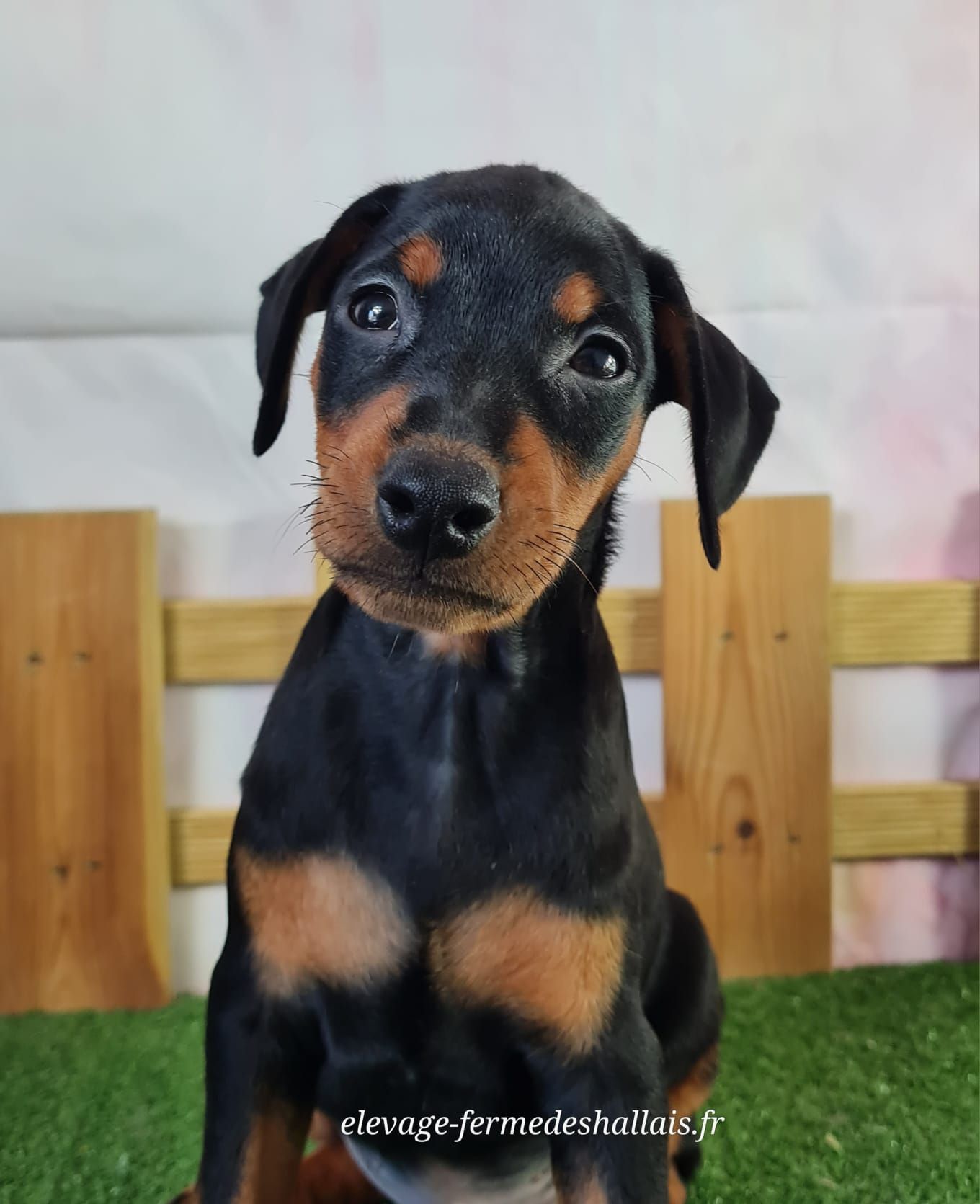 Chiot pinscher mâle