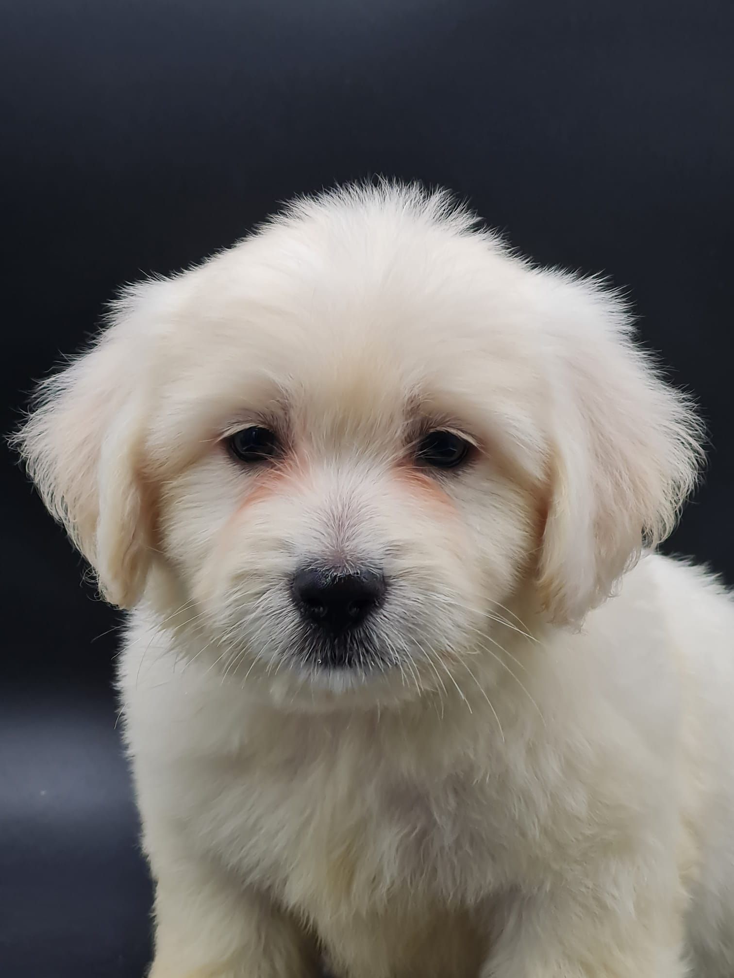 Chiot coton de tuléar mâle