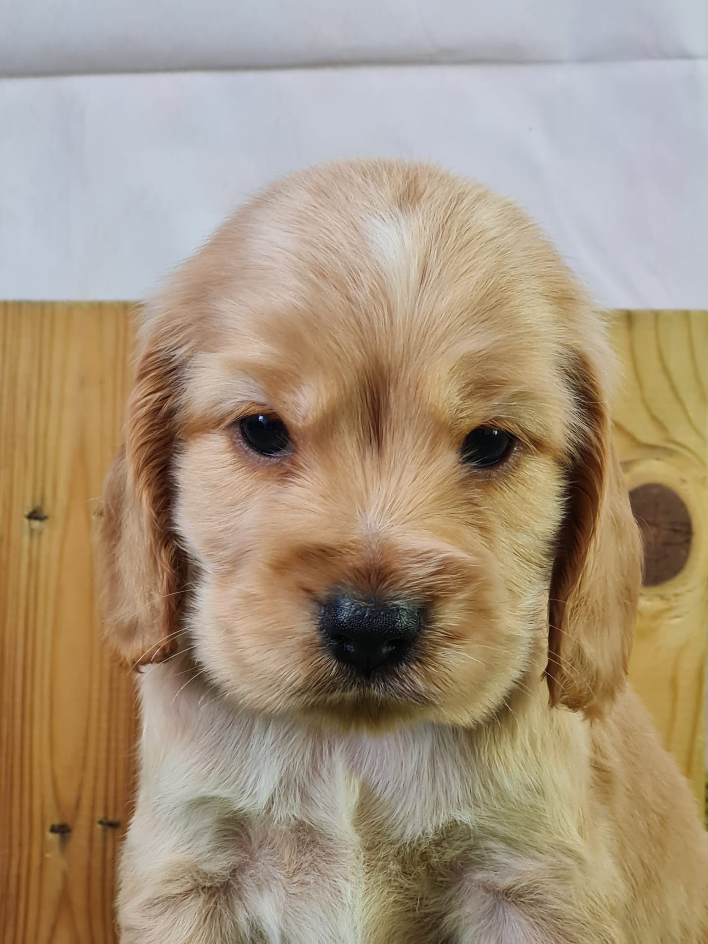 Chiot cocker anglais mâle golden