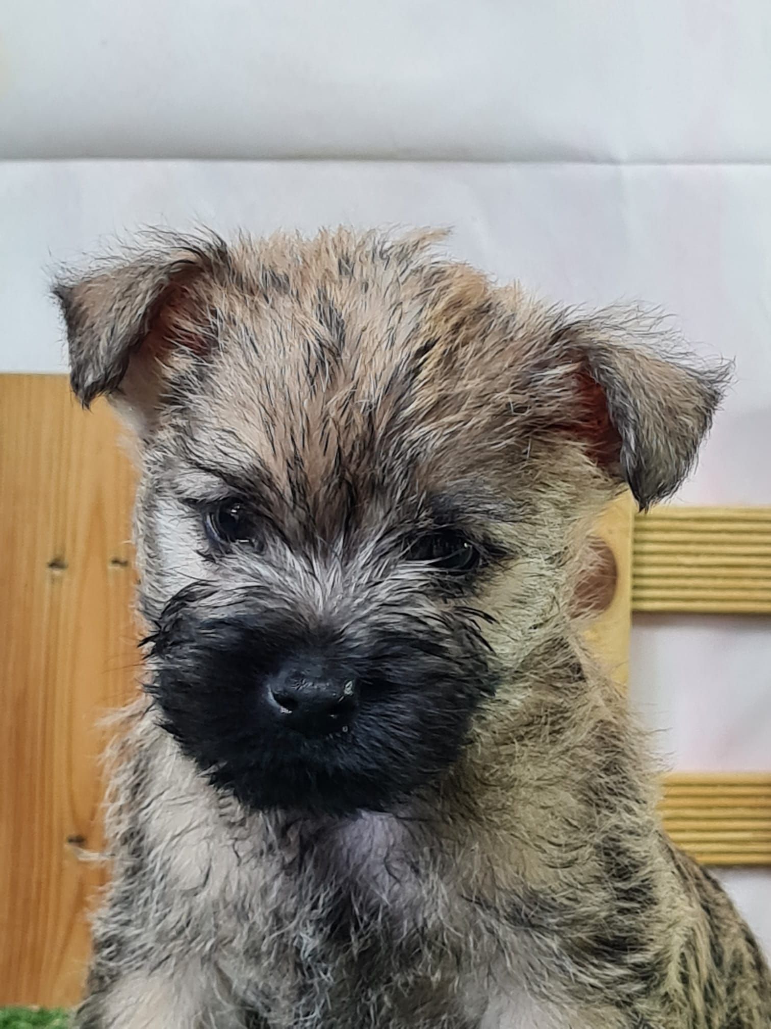 Chiot cairn terrier mâle