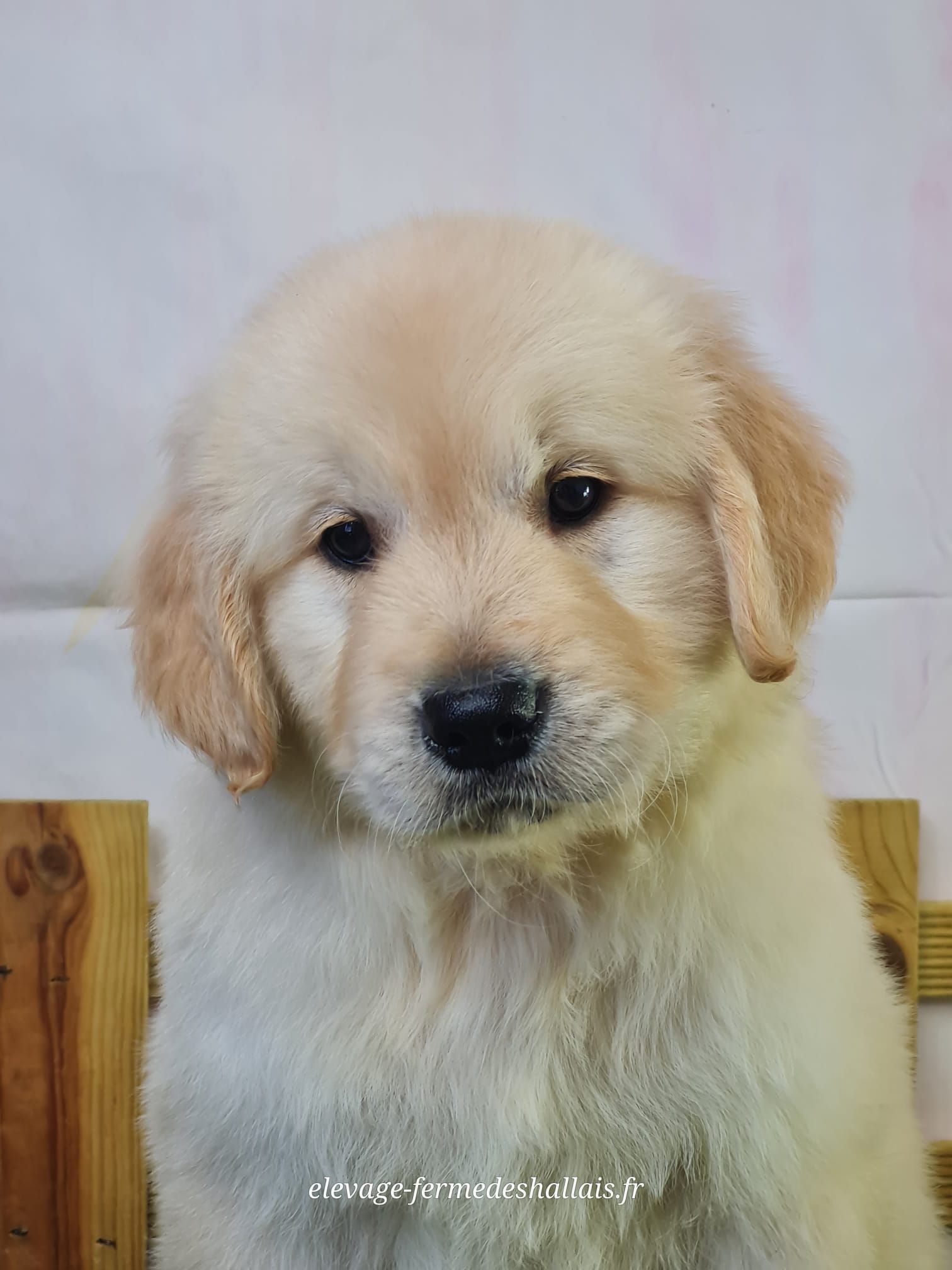 Chiot golden retriever mâle